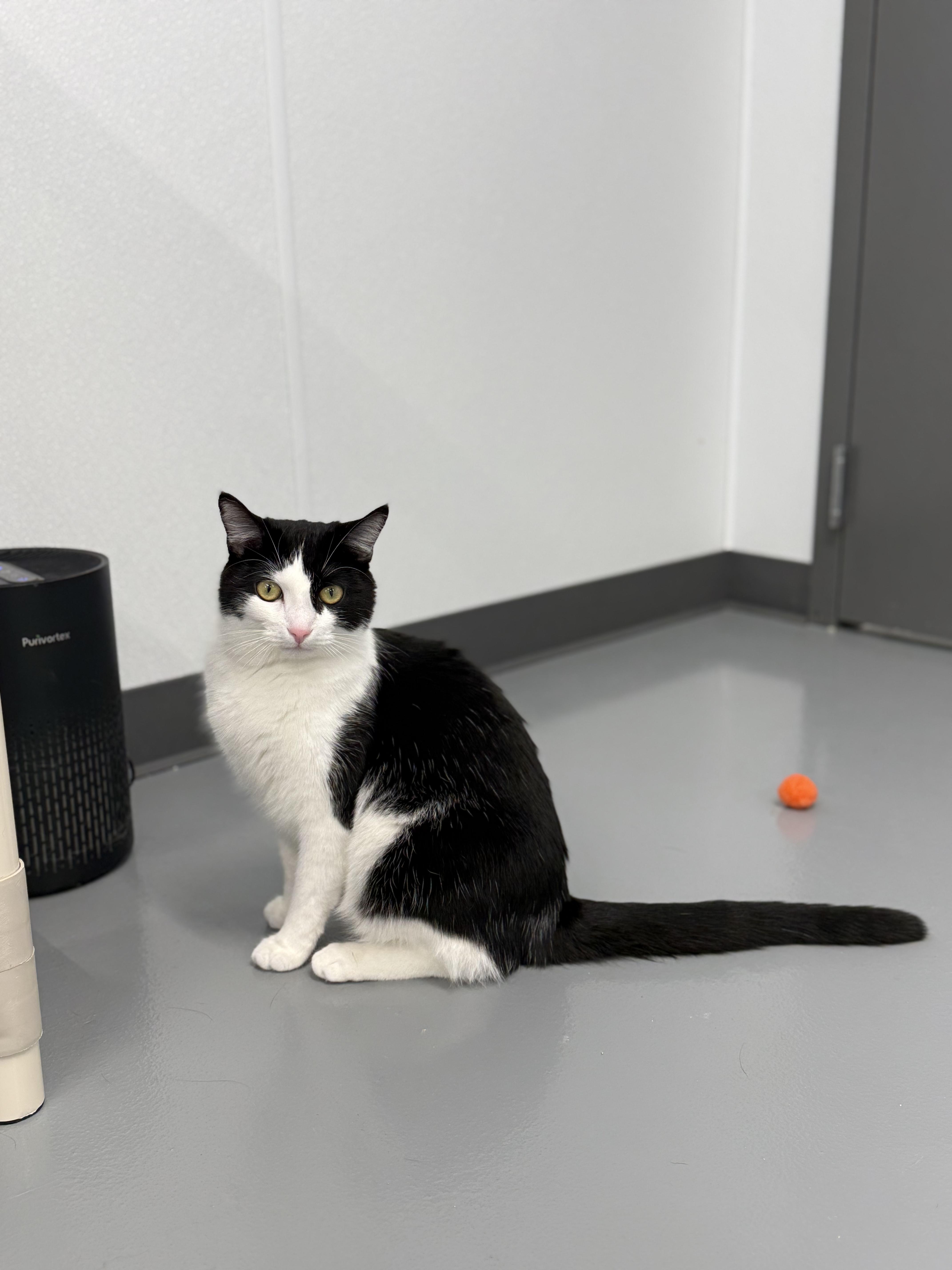 Bandit, a ADOPTABLE Domestic Short Hair in Kalamazoo, MI image 4/6