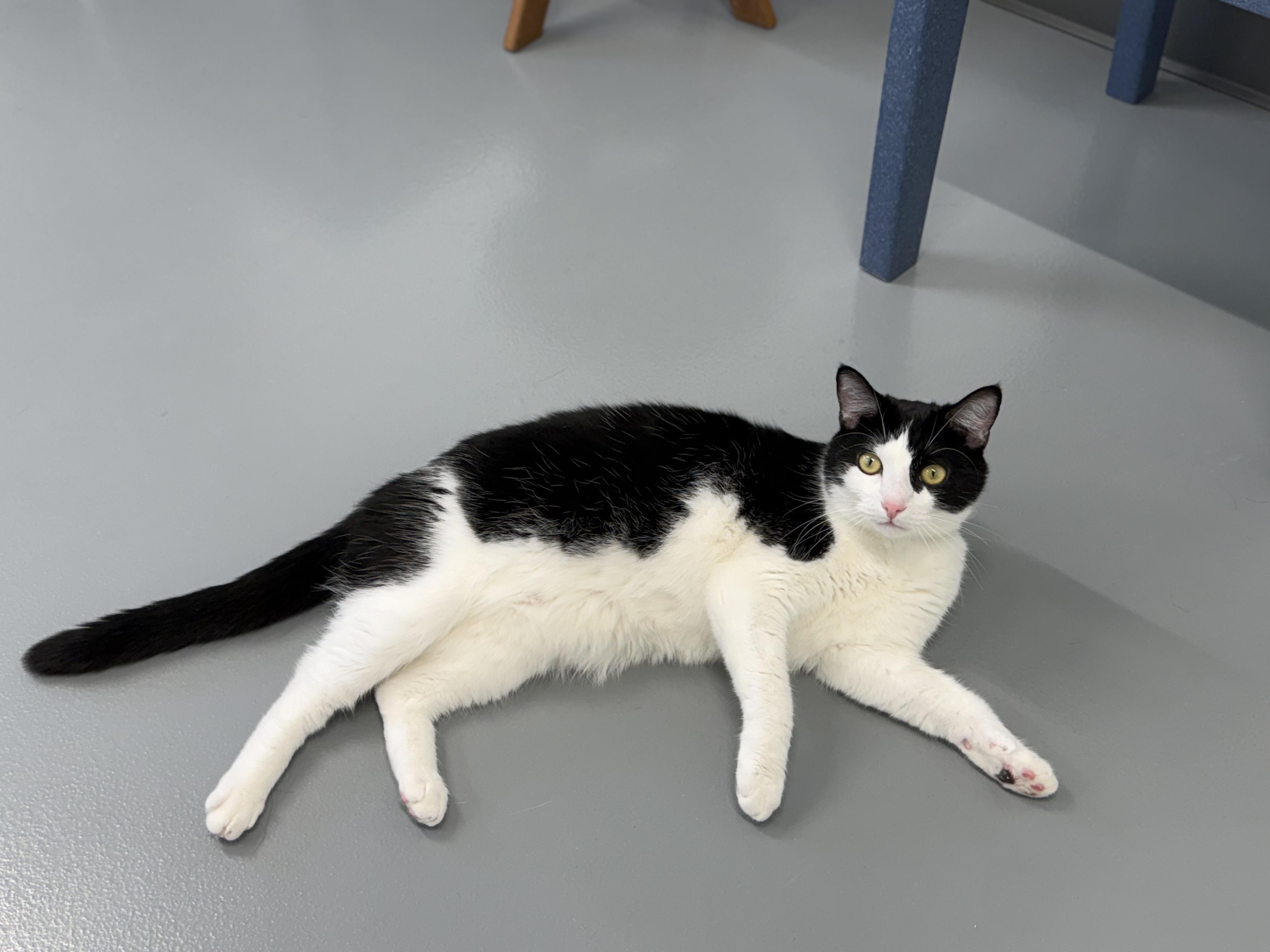 Bandit, a ADOPTABLE Domestic Short Hair in Kalamazoo, MI image 2/6