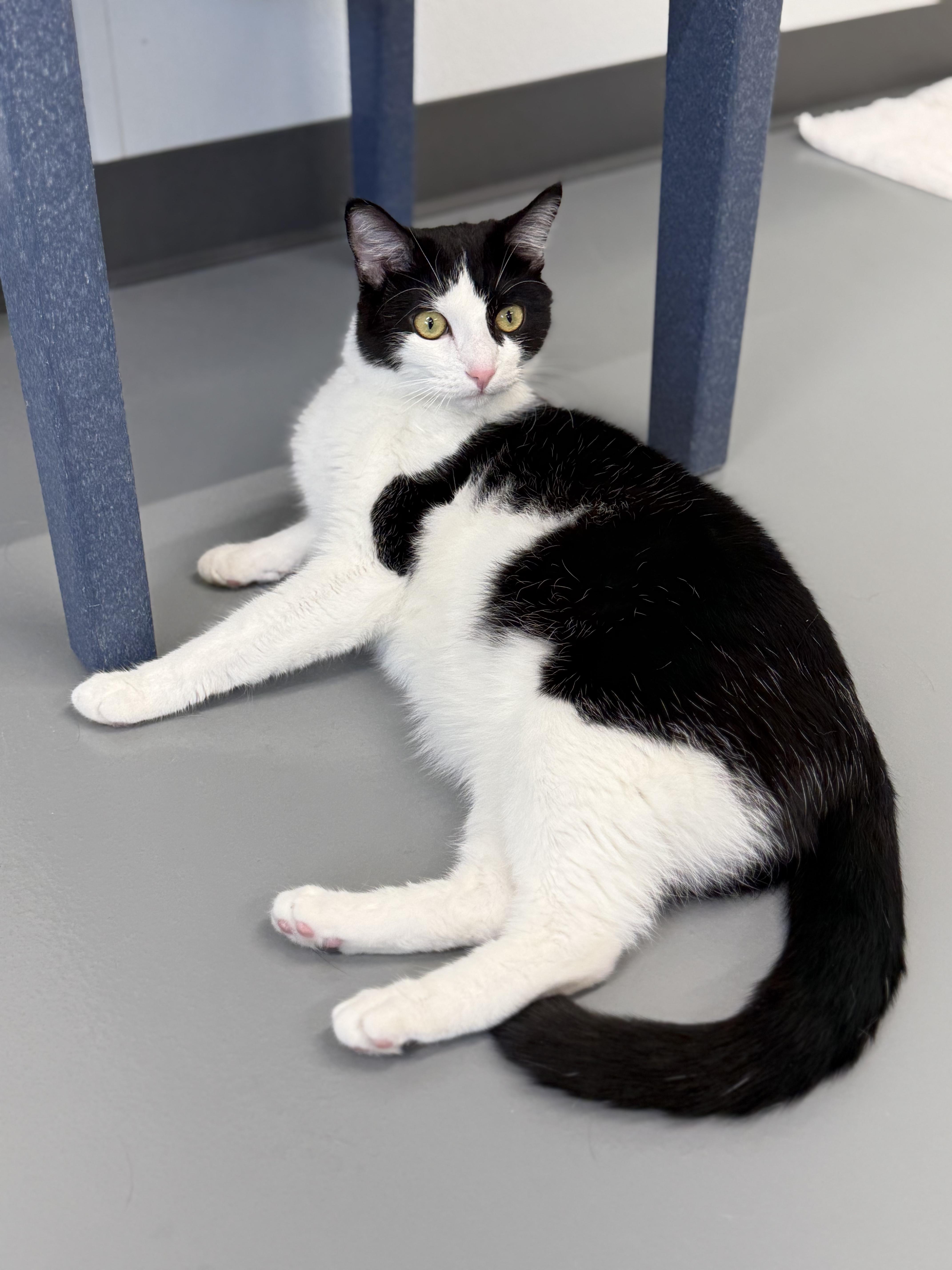 Bandit, a ADOPTABLE Domestic Short Hair in Kalamazoo, MI image 3/6