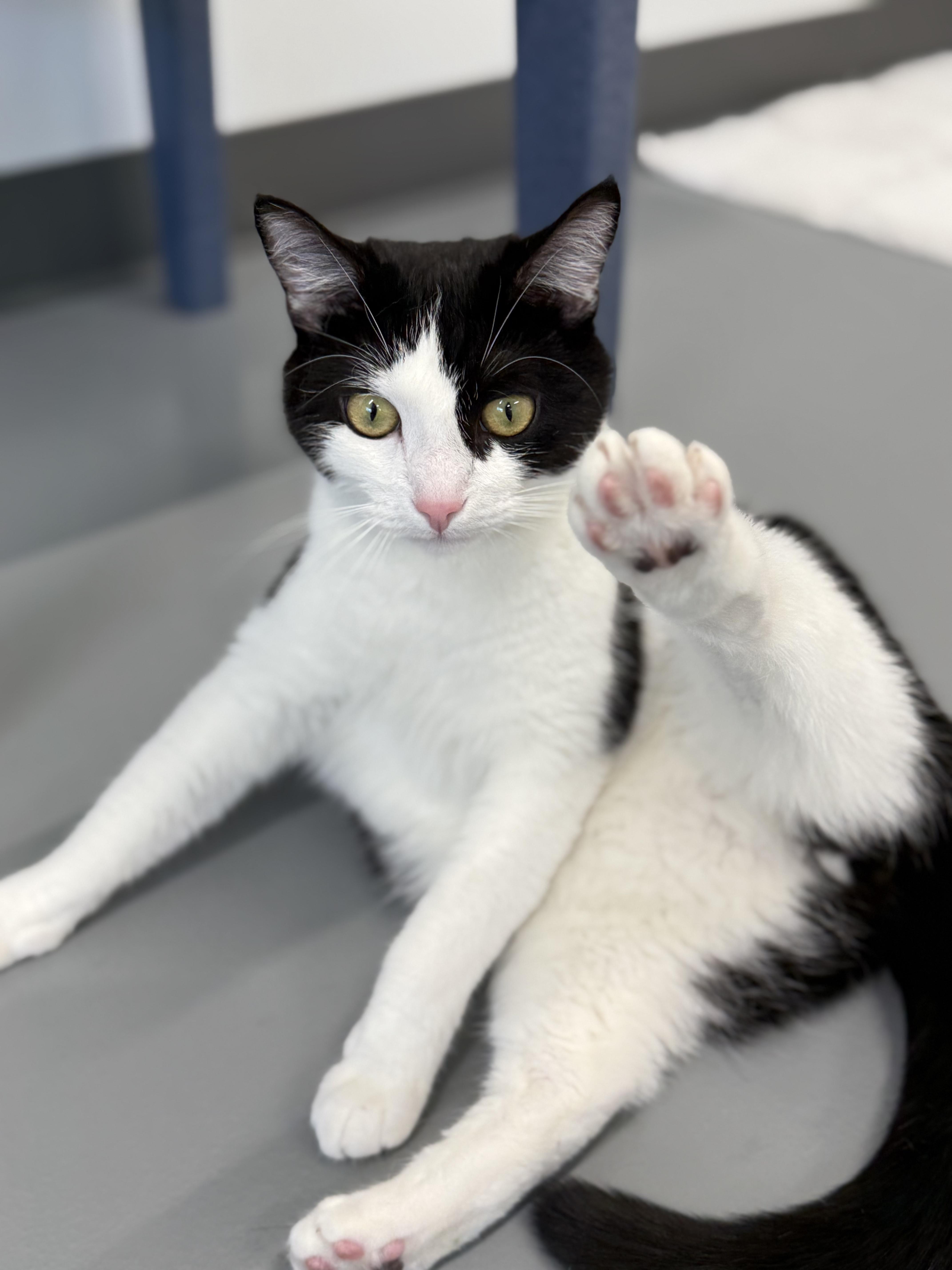 Bandit, a ADOPTABLE Domestic Short Hair in Kalamazoo, MI image 1/6