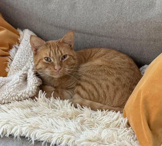 Saffron And Tumeric thumbnail 2