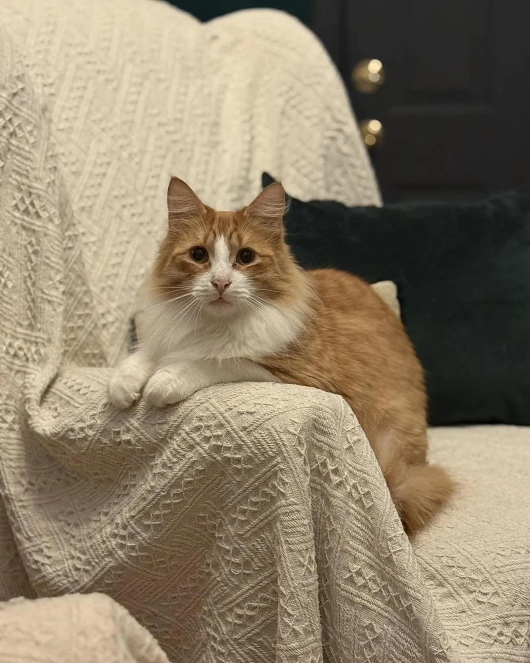 Saffron And Tumeric thumbnail 3