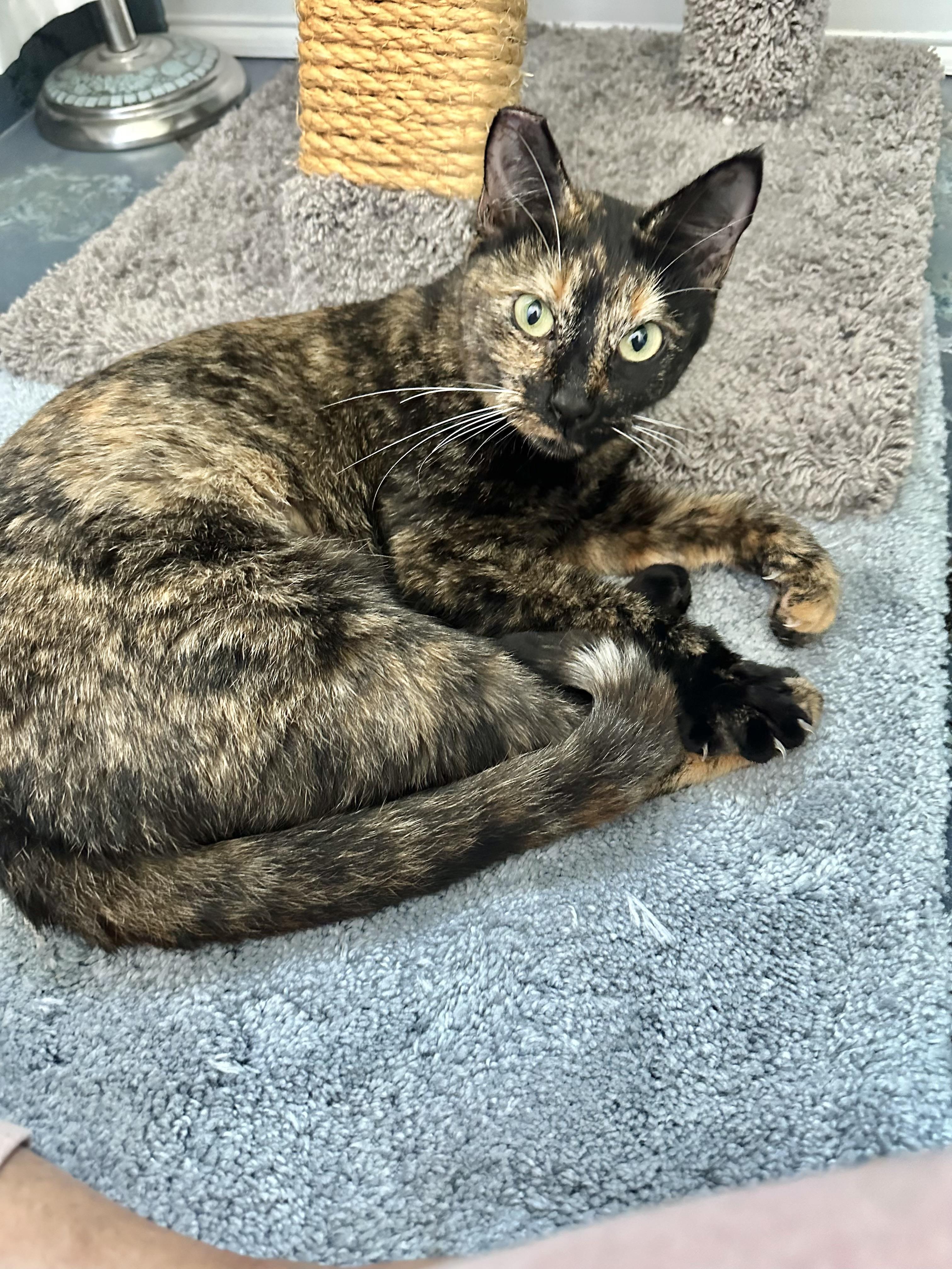 Misty (Sweet girl) *VIDEO*