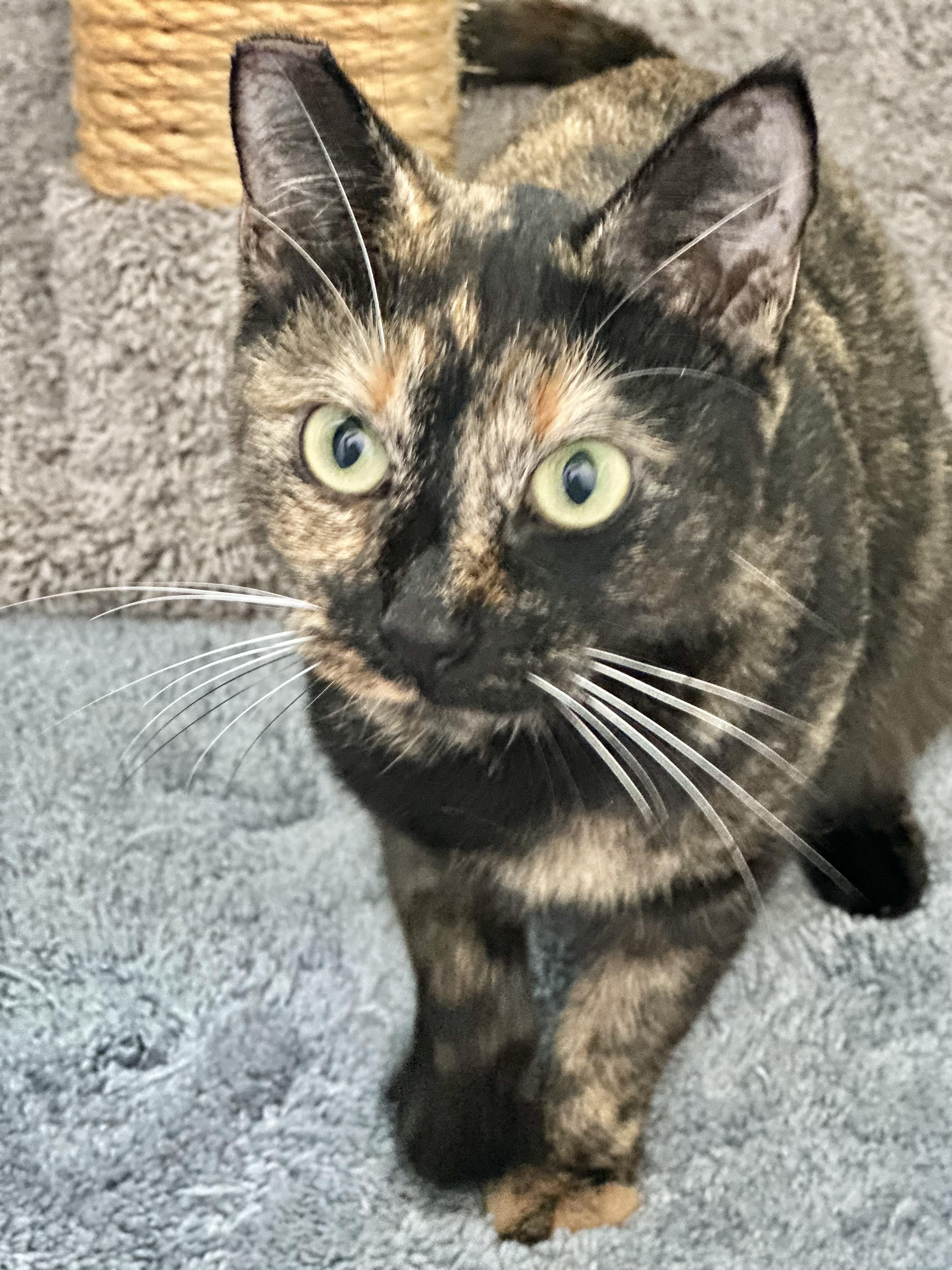 Misty (Sweet girl) *VIDEO*