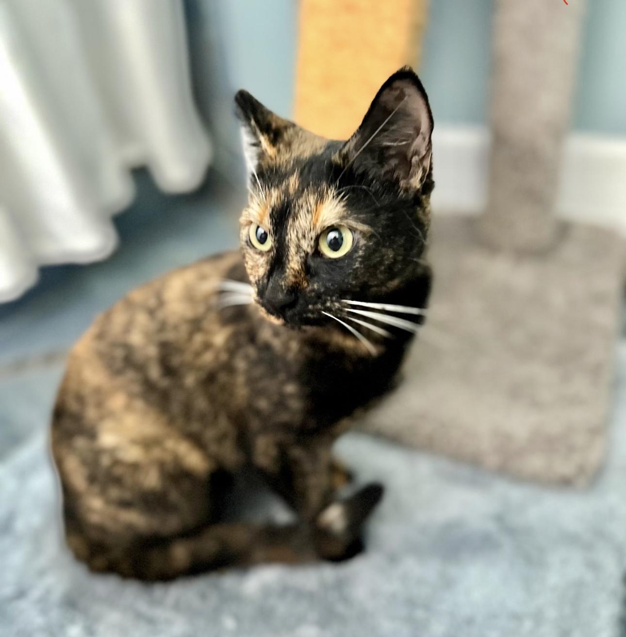 Misty (Sweet girl) *VIDEO*