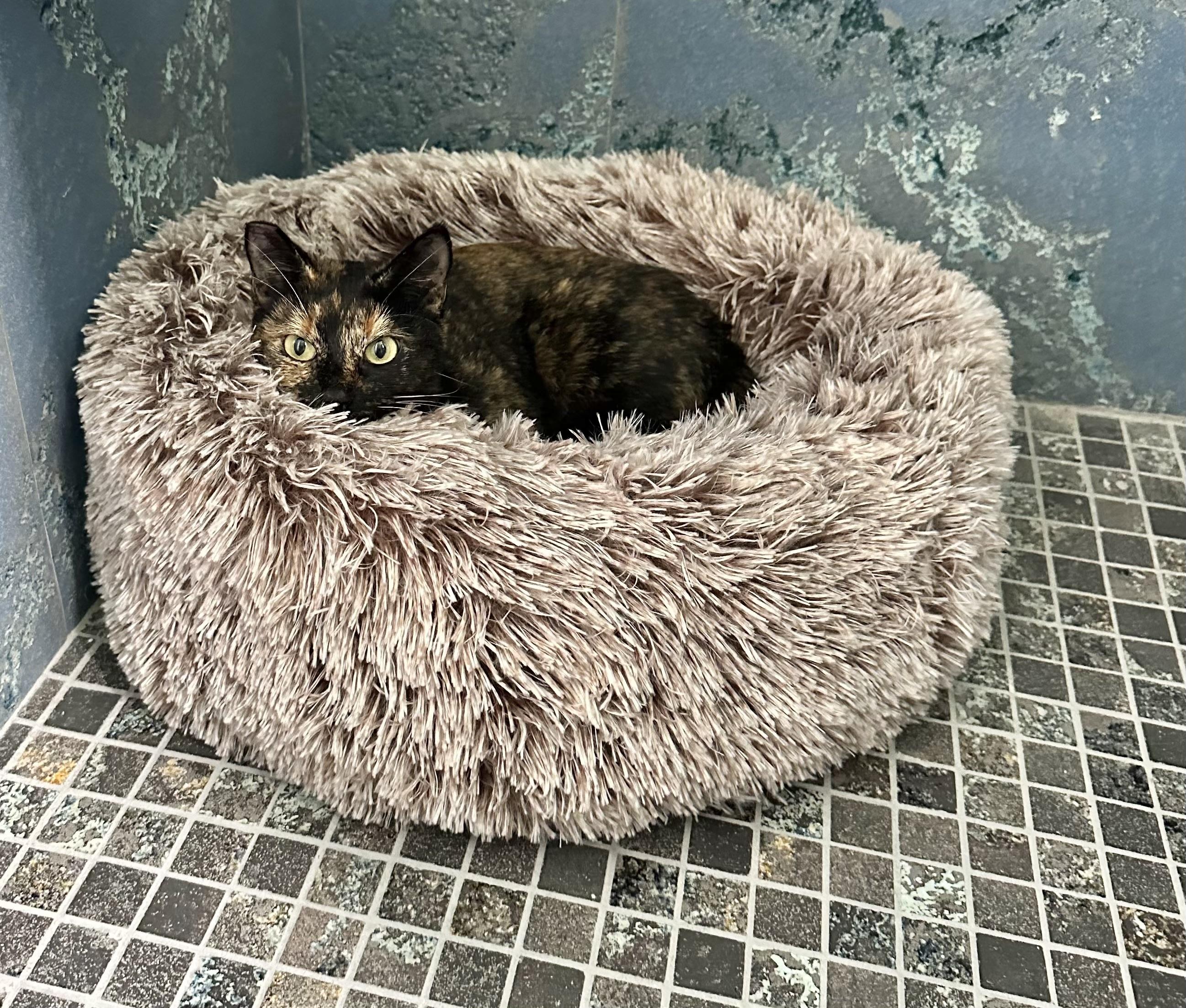 Misty (Sweet girl) *VIDEO*