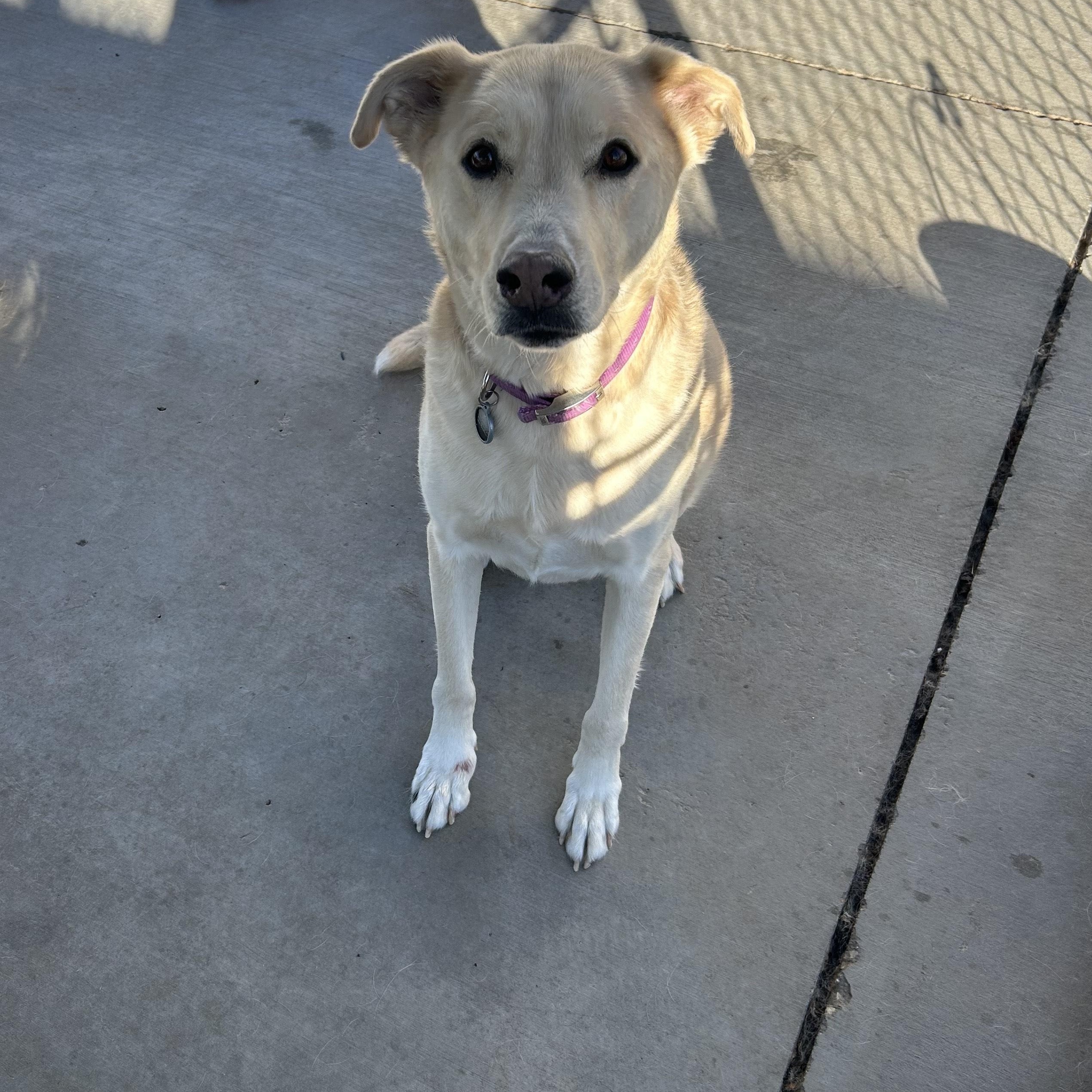 Enlarge SCOOTCH, a ADOPTABLE mixed breed in Washington, UT image 1/1
