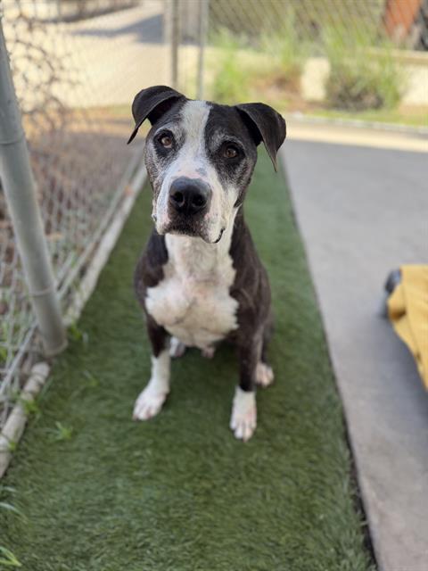 OREO, Adoptable, Adult Male Pit Bull Terrier.