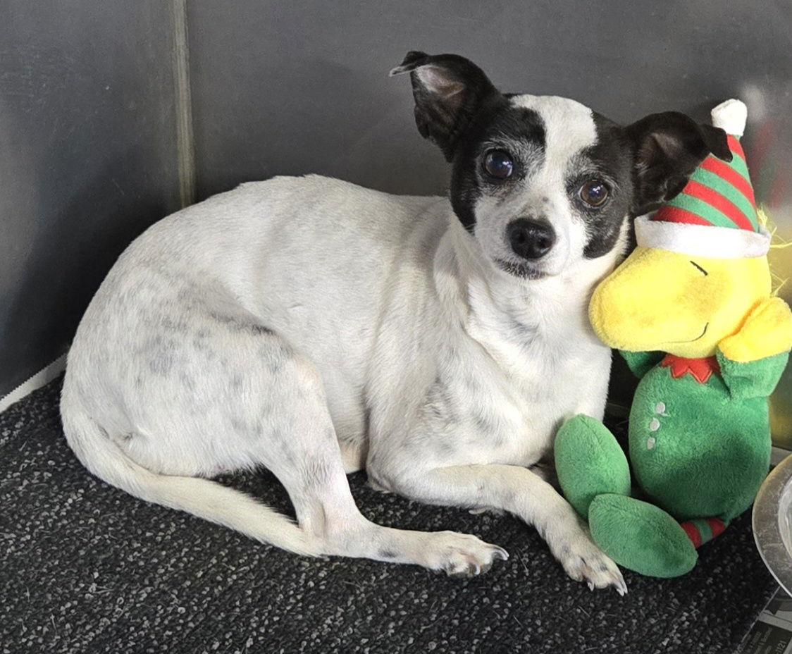 Enlarge Isabella, a Adoptable Chihuahua in Phelan, CA image 1/2