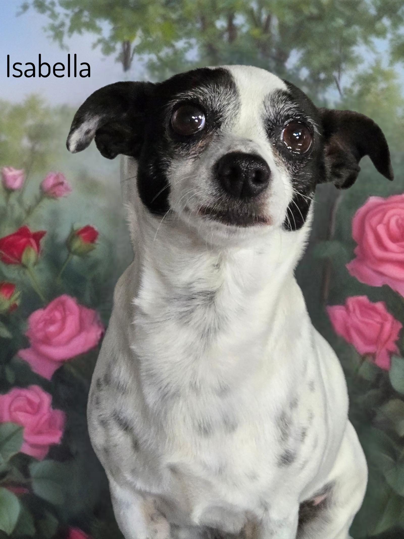 Enlarge Isabella, a Adoptable Chihuahua in Phelan, CA image 2/2