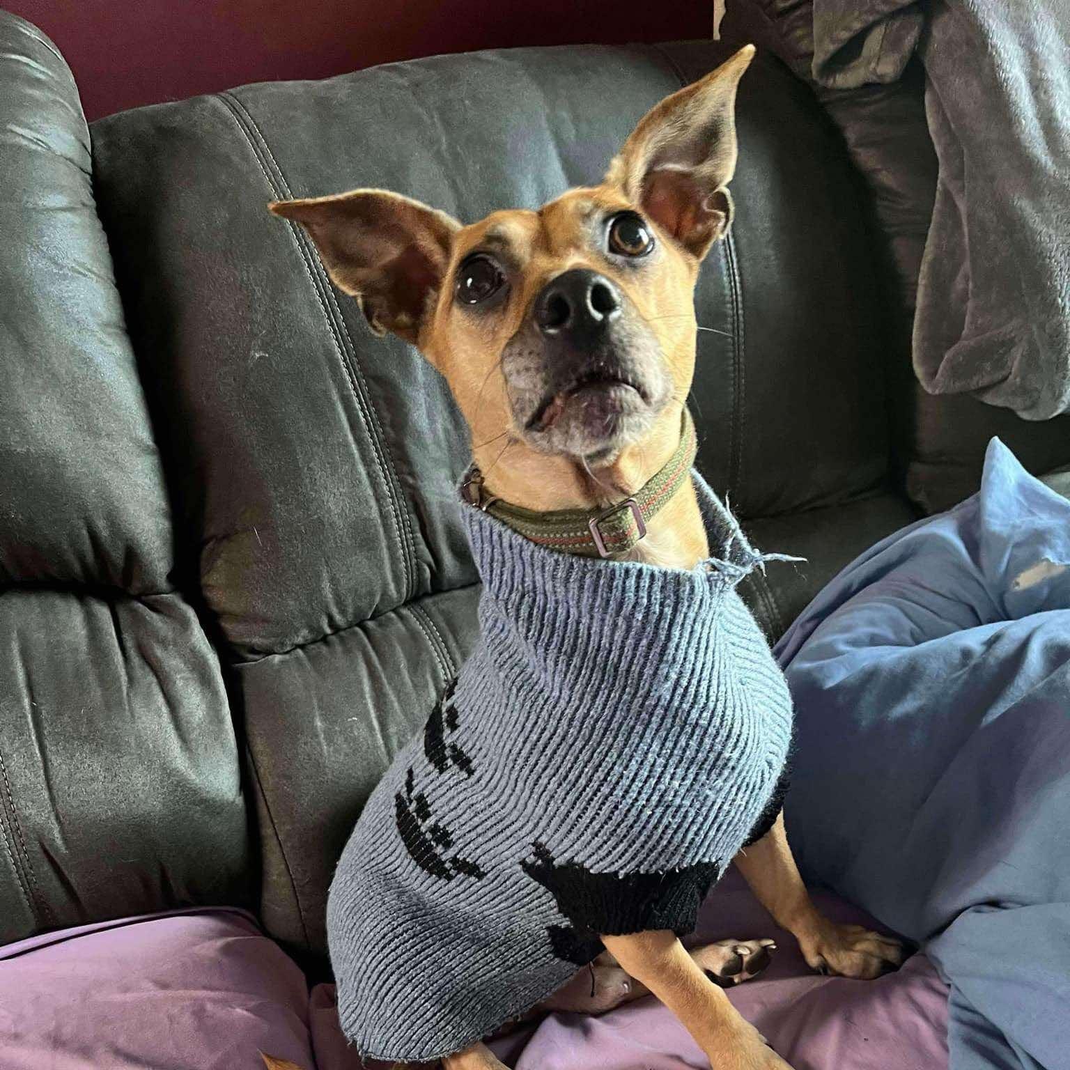 Teddy, Adoptable, Adult Male Chihuahua & Dachshund.