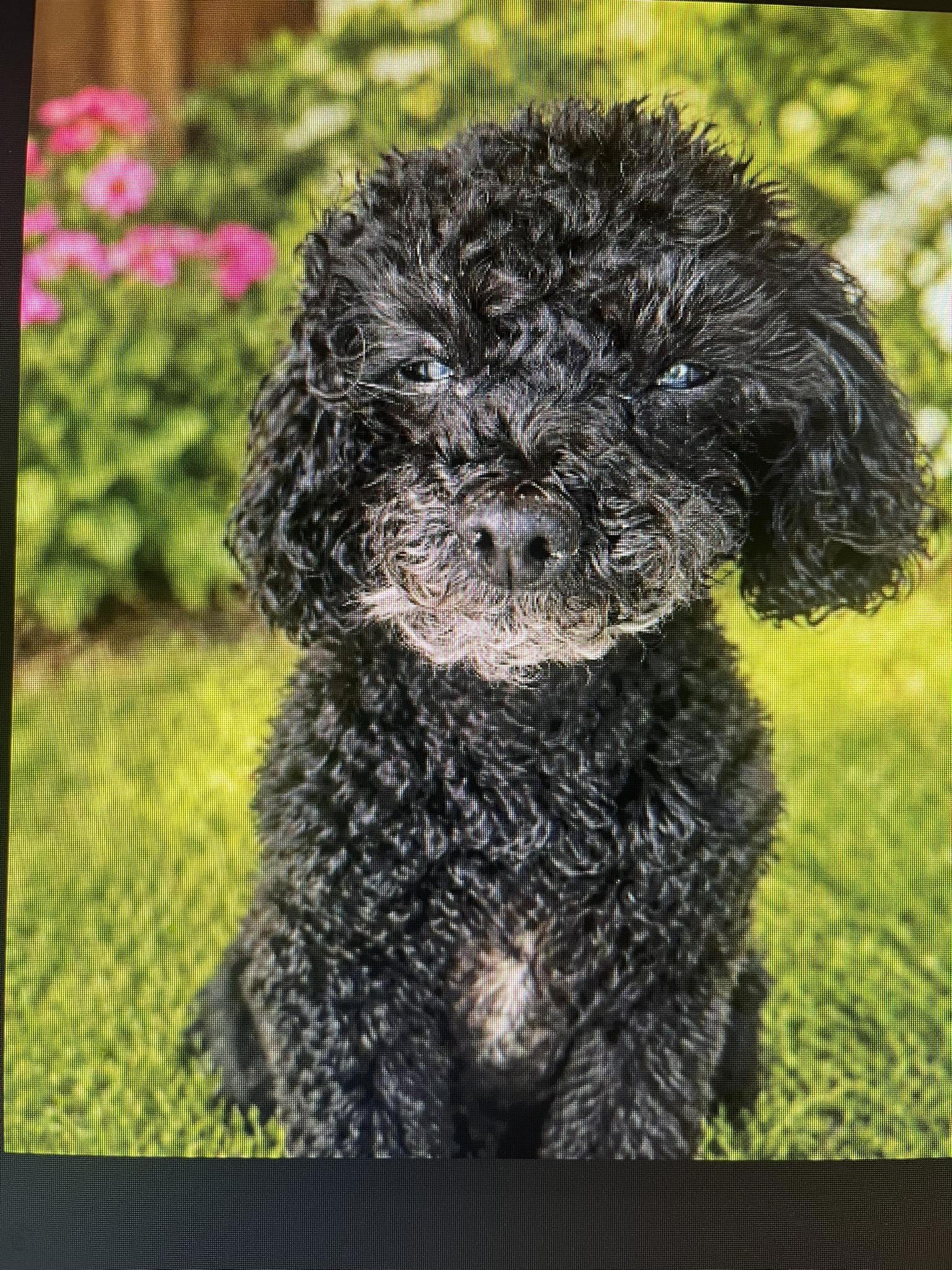 Dorothy, ADOPTABLE, Senior Female Poodle.
