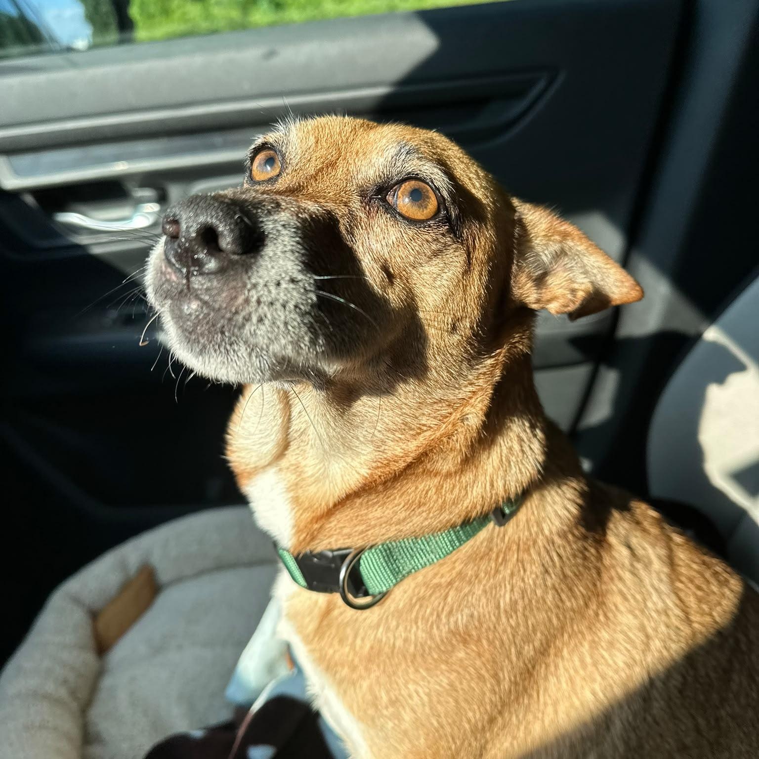 Enlarge Chani, a Adoptable mixed breed in Baltimore, MD image 5/6