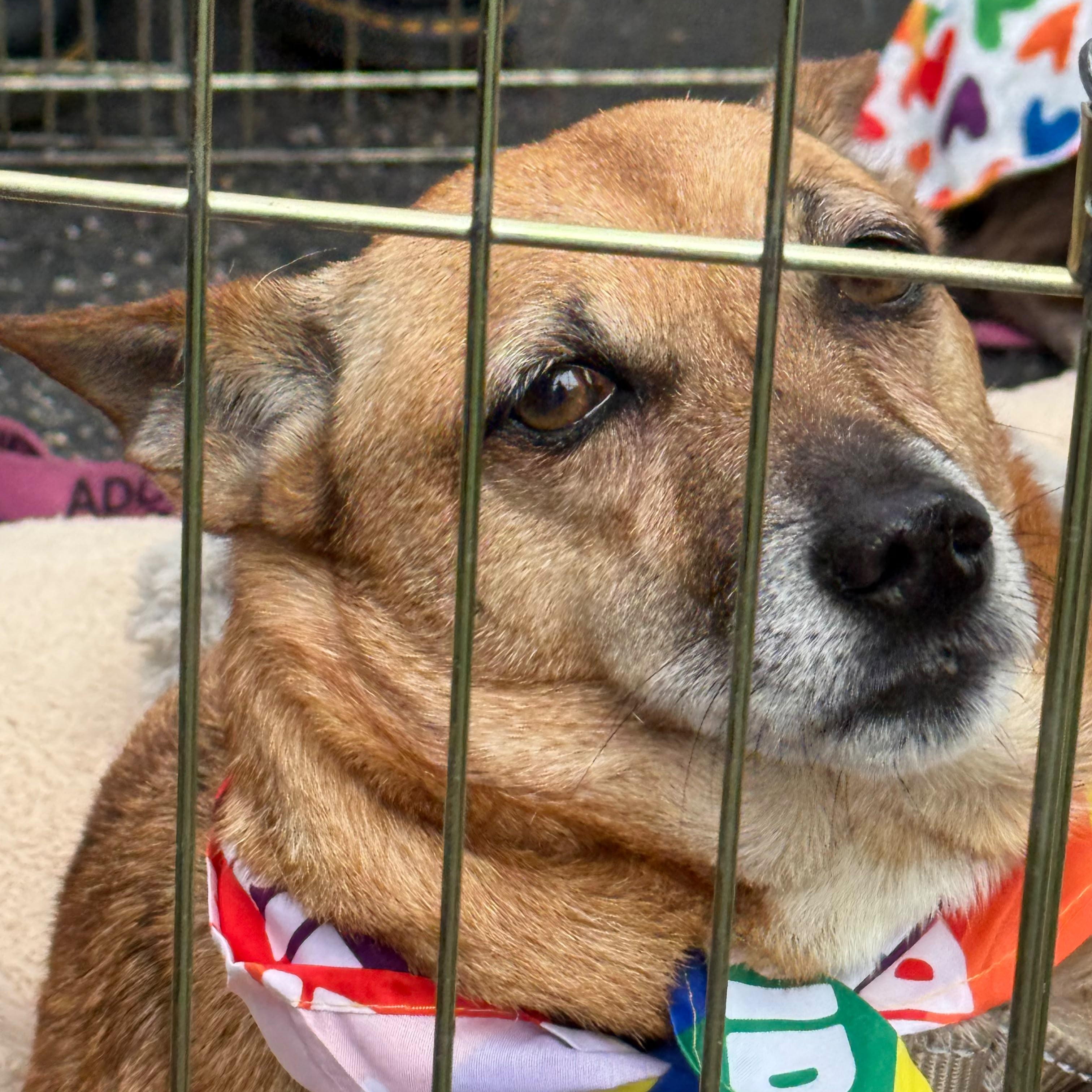 Enlarge Chani, a Adoptable mixed breed in Baltimore, MD image 6/6