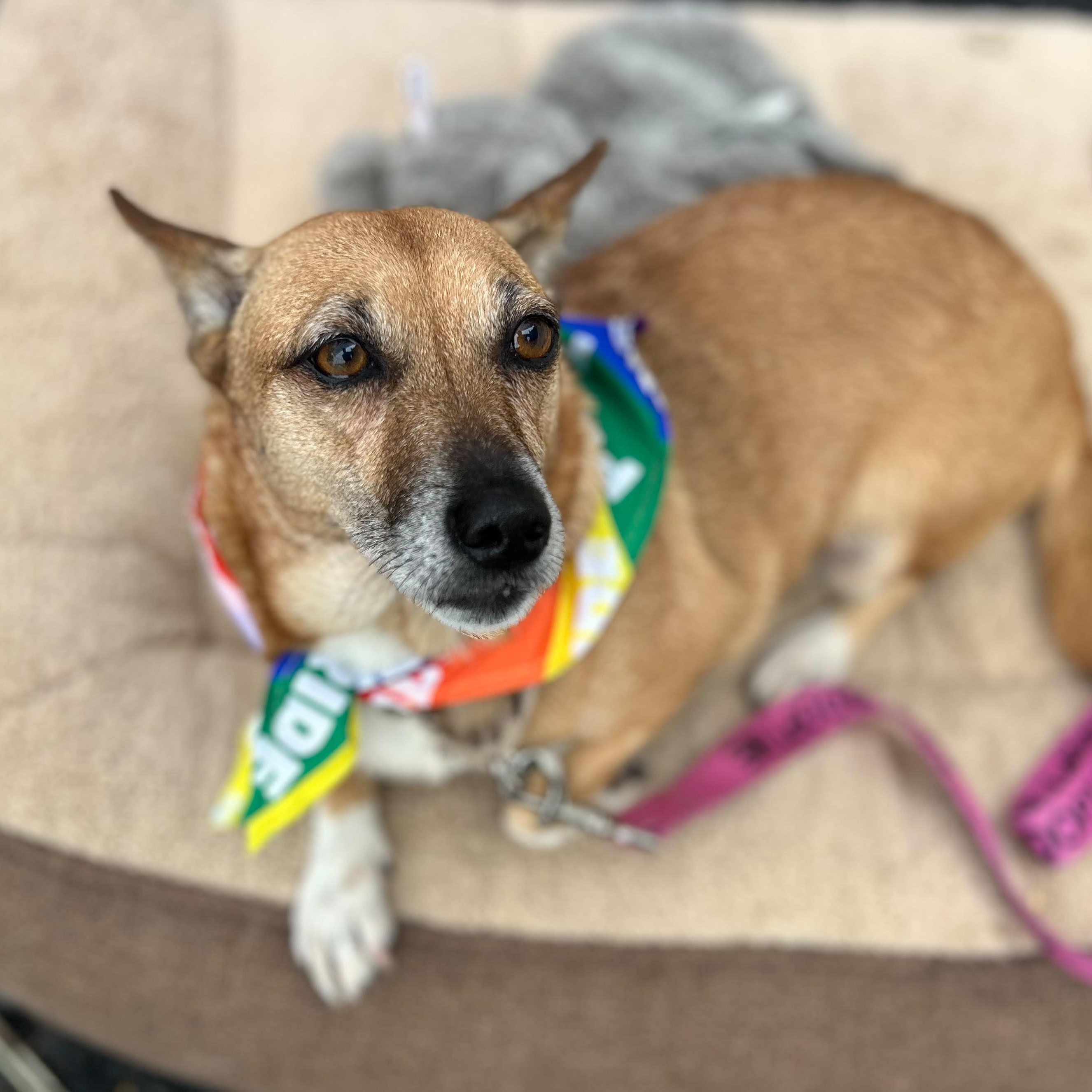 Chani, Adoptable, Adult Female Chihuahua & Cardigan Welsh Corgi.