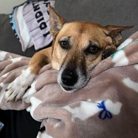 Enlarge Chani, a Adoptable mixed breed in Baltimore, MD image 2/6