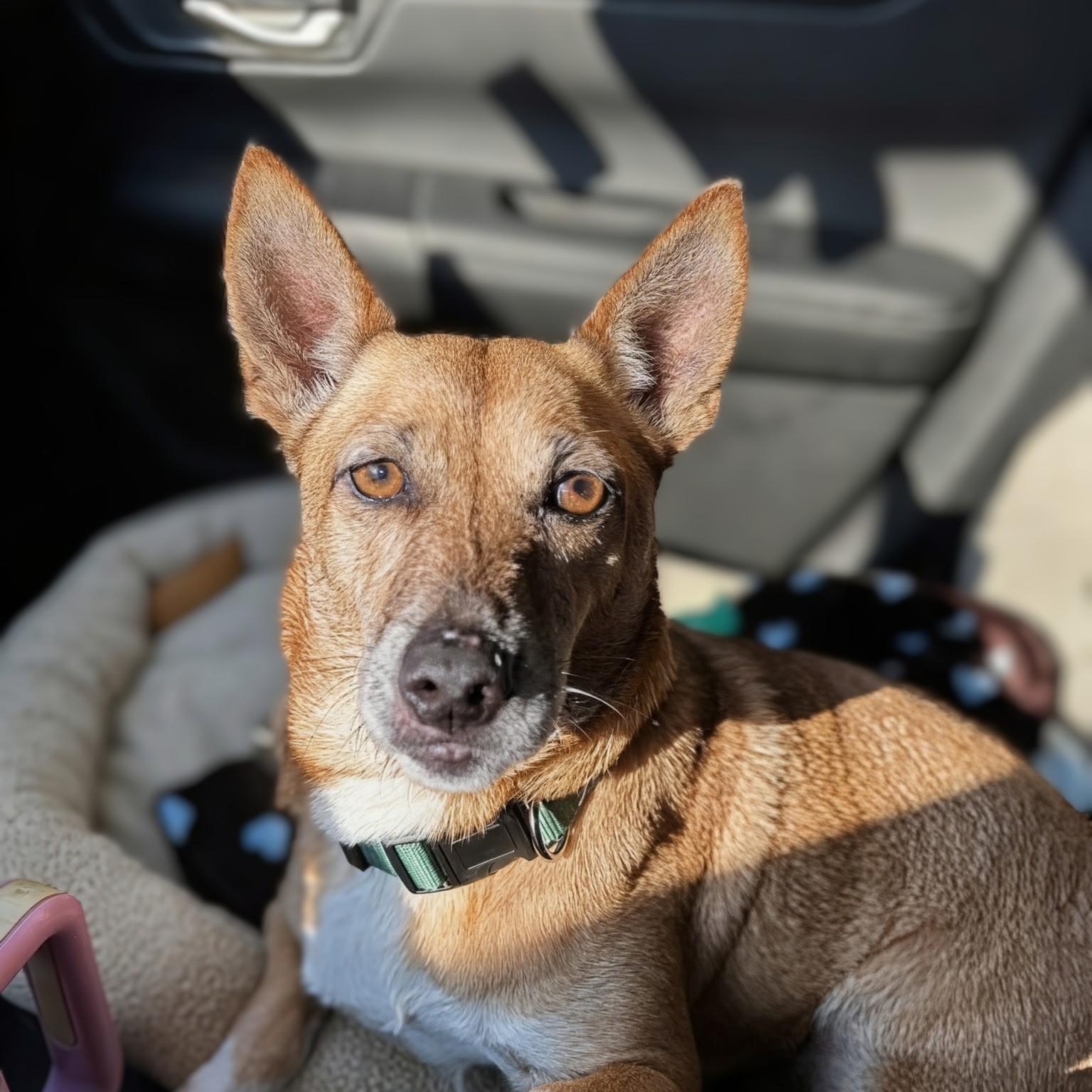 Enlarge Chani, a Adoptable mixed breed in Baltimore, MD image 4/6