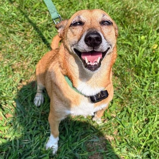 Enlarge Chani, a Adoptable mixed breed in Baltimore, MD image 3/6