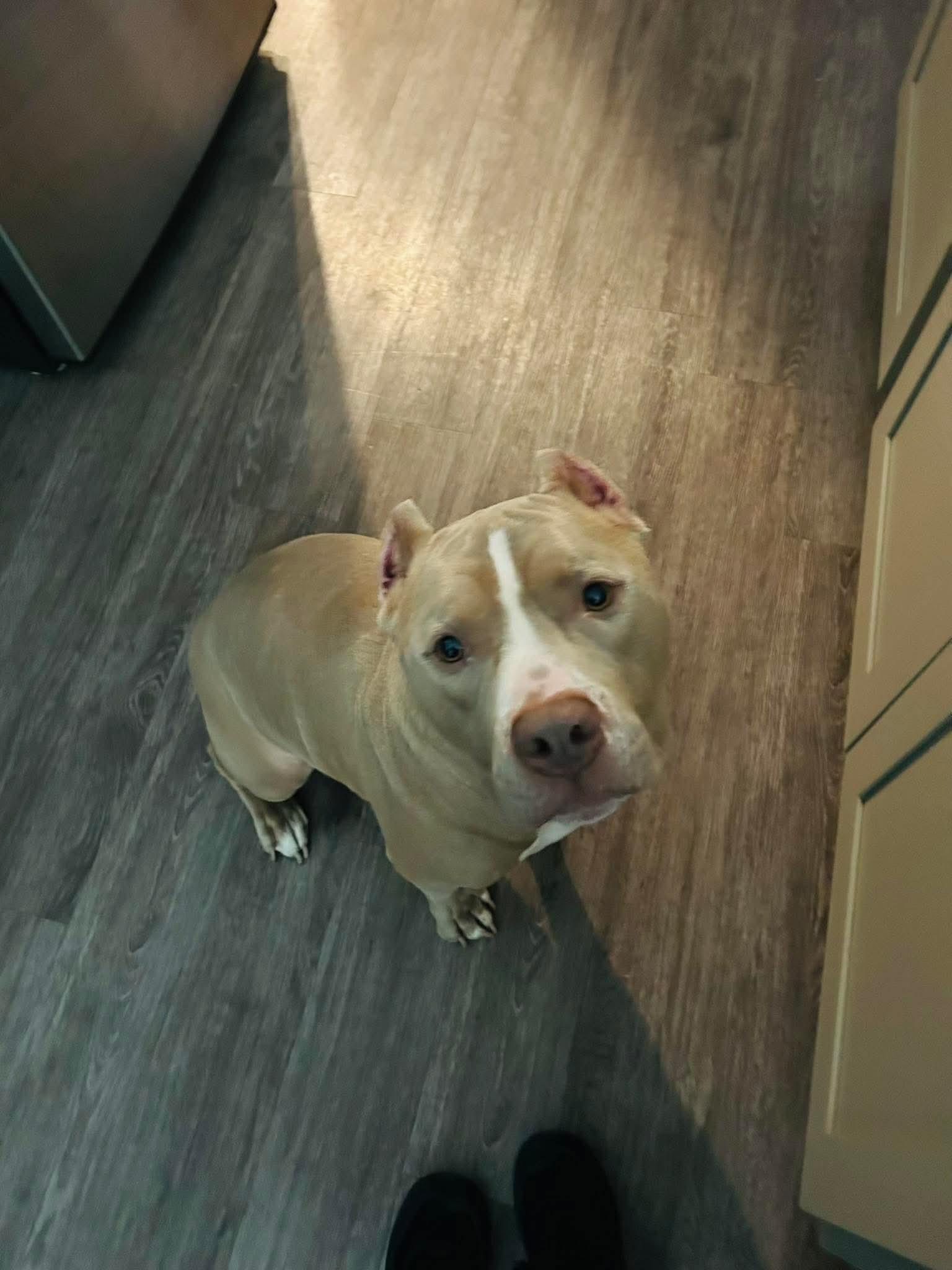 Cesar CL, a ADOPTABLE mixed breed in Kansas City, MO image 6/6