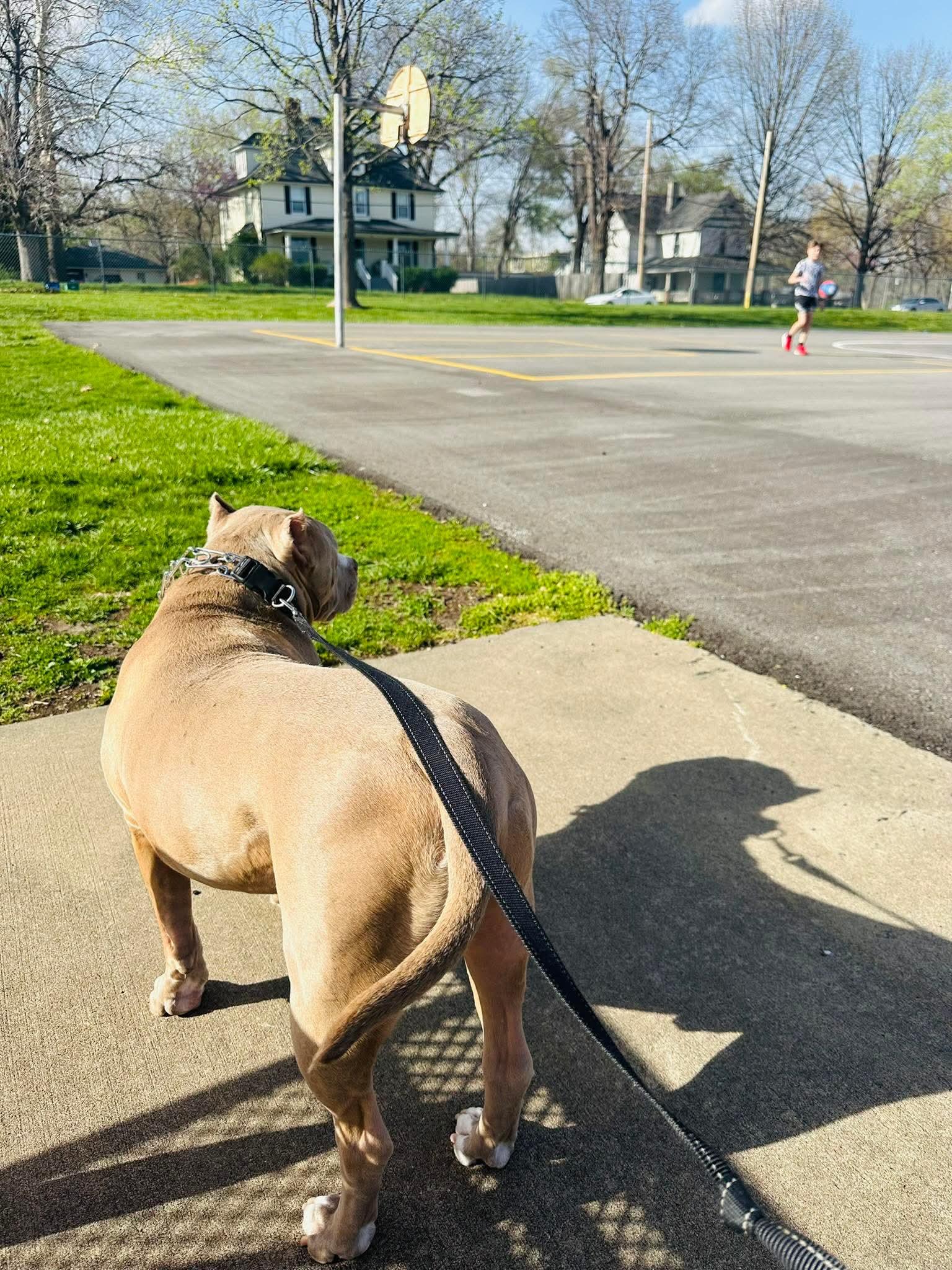 Cesar CL, a ADOPTABLE mixed breed in Kansas City, MO image 3/6