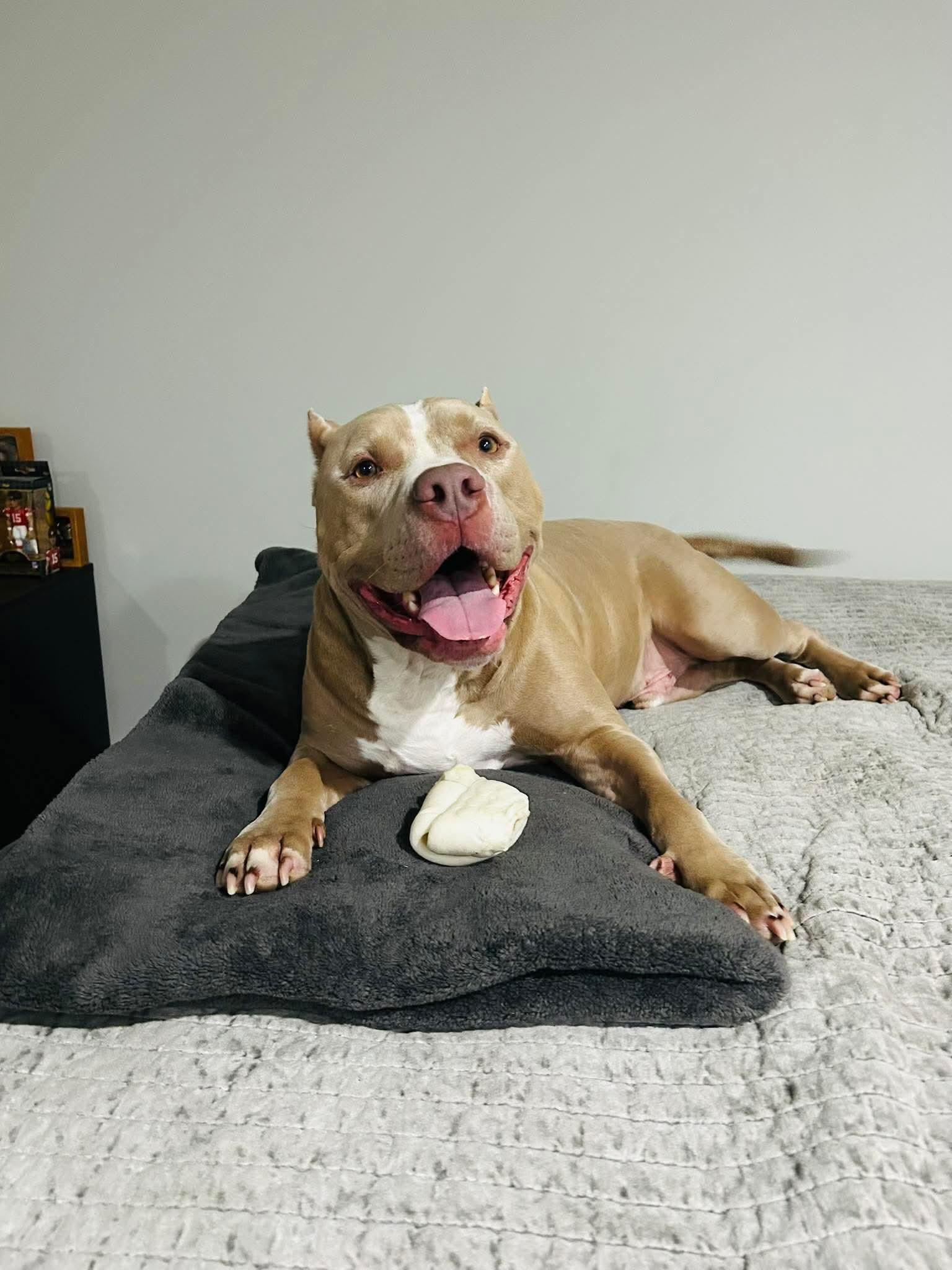 Cesar CL, a ADOPTABLE mixed breed in Kansas City, MO image 5/6
