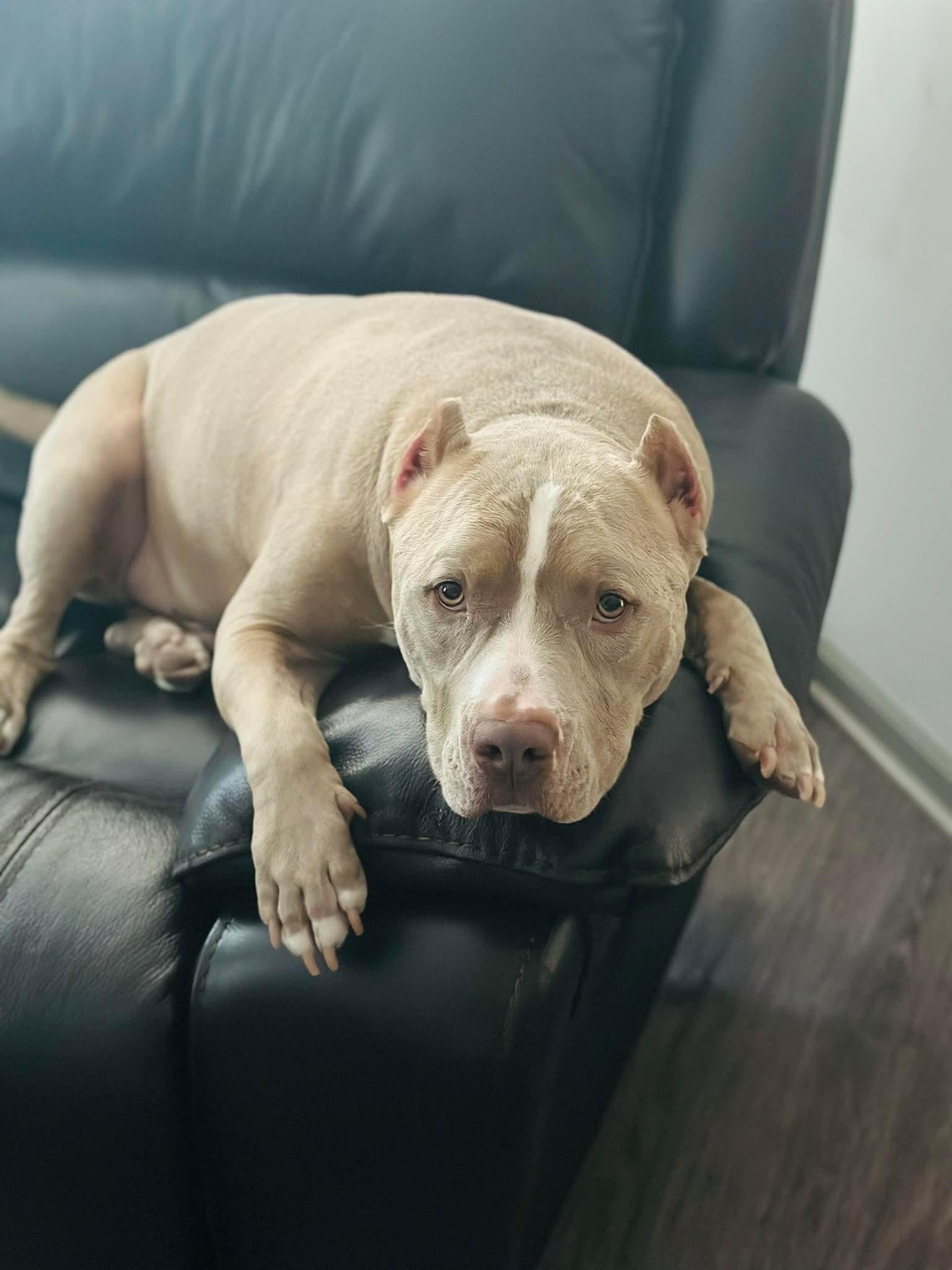 Cesar CL, a ADOPTABLE mixed breed in Kansas City, MO image 2/6