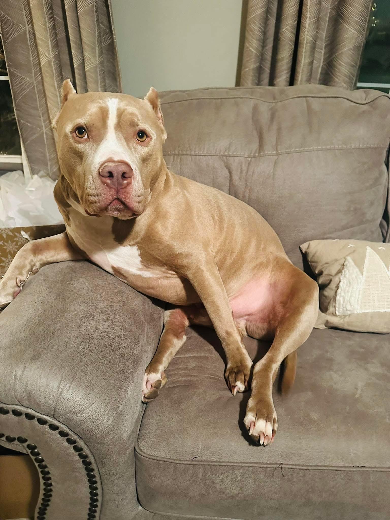 Cesar CL, a ADOPTABLE mixed breed in Kansas City, MO image 4/6