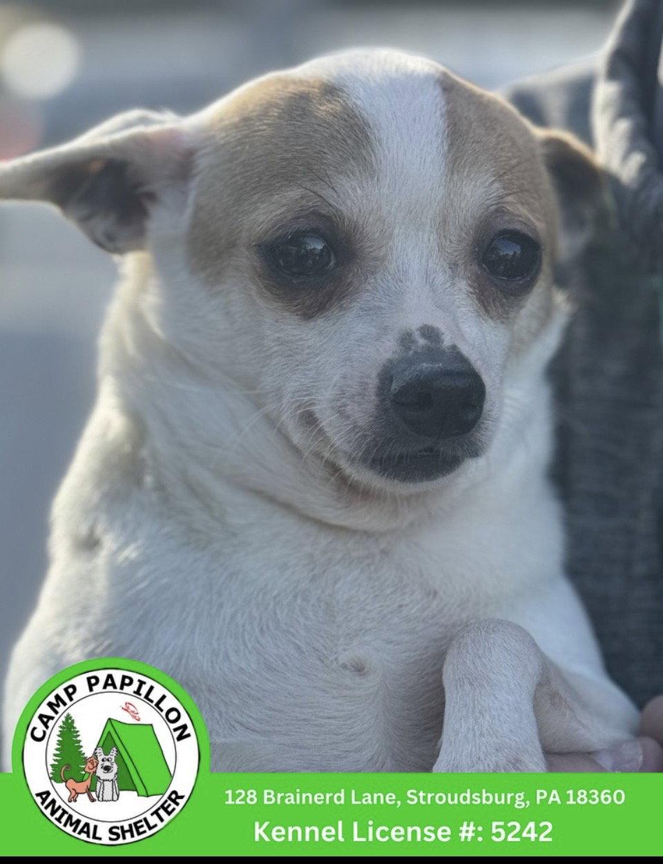 Enlarge Crackers, a Adoptable Chihuahua in Stroudsburg, PA image 1/1