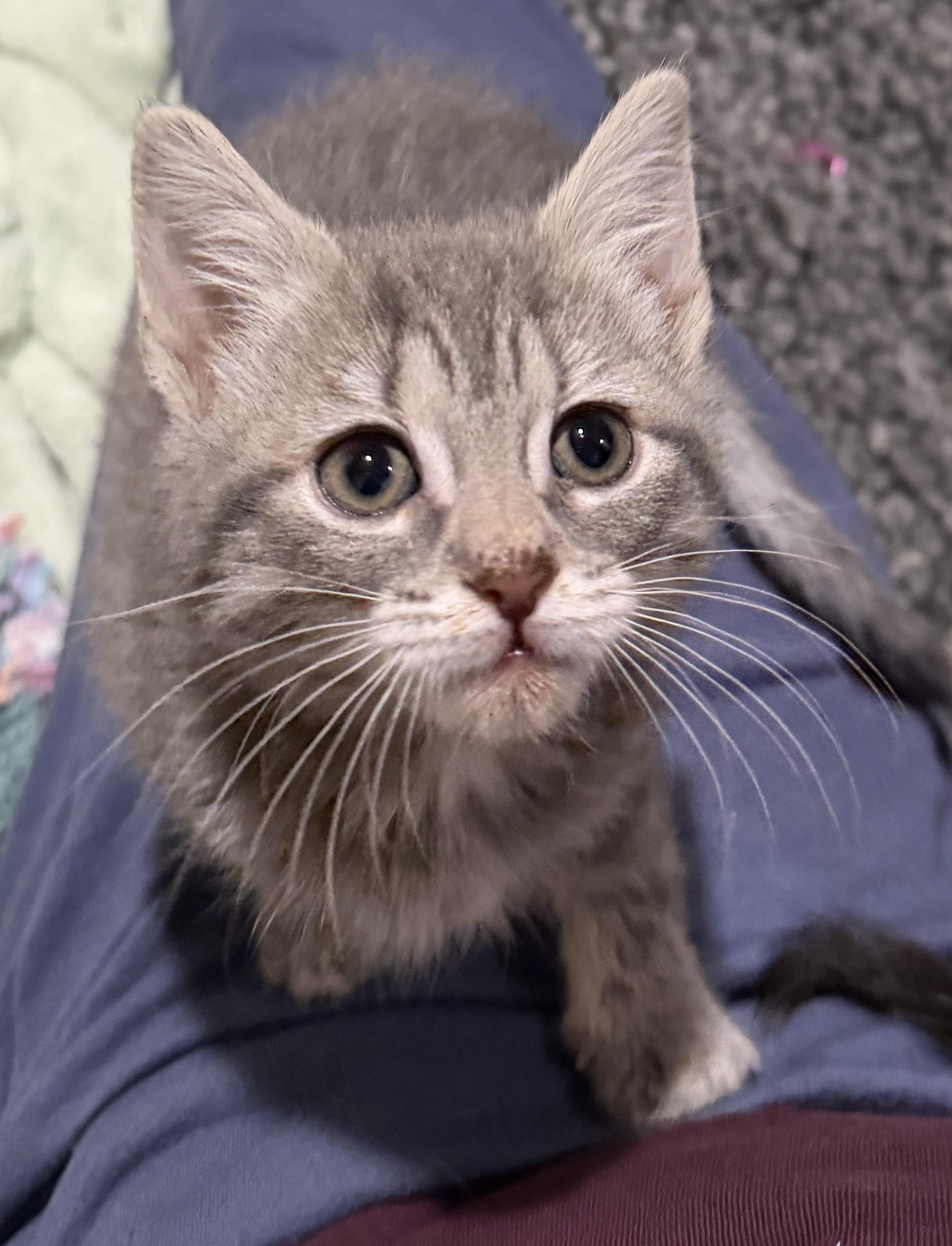 Misty, ADOPTABLE, Kitten Female Domestic Short Hair.