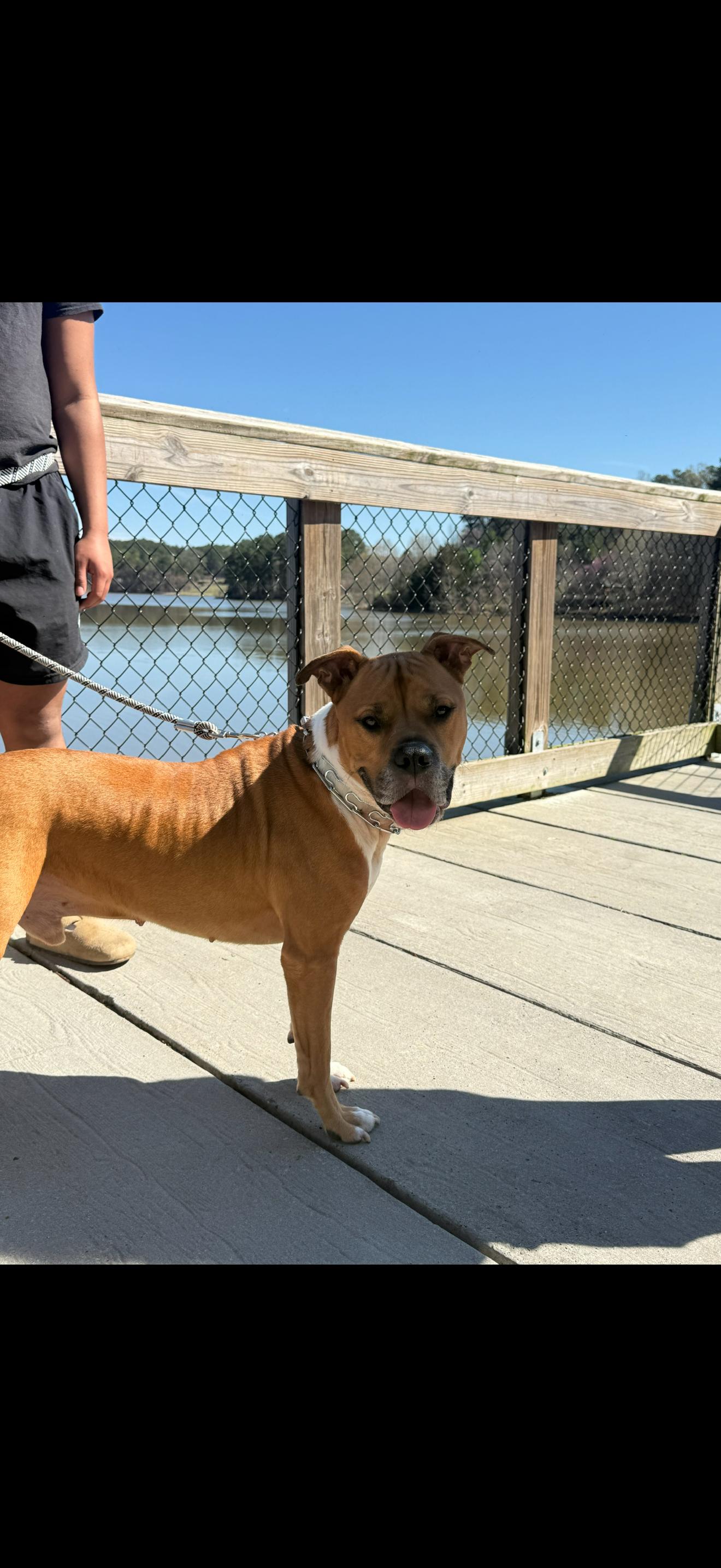 Enlarge cody, a Adoptable mixed breed in Angier , NC image 3/6