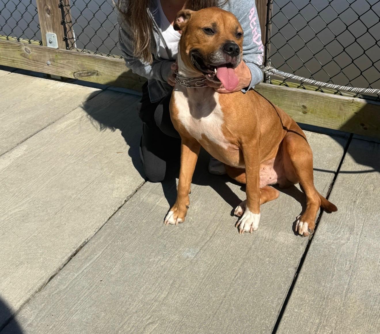 Enlarge cody, a Adoptable mixed breed in Angier , NC image 6/6