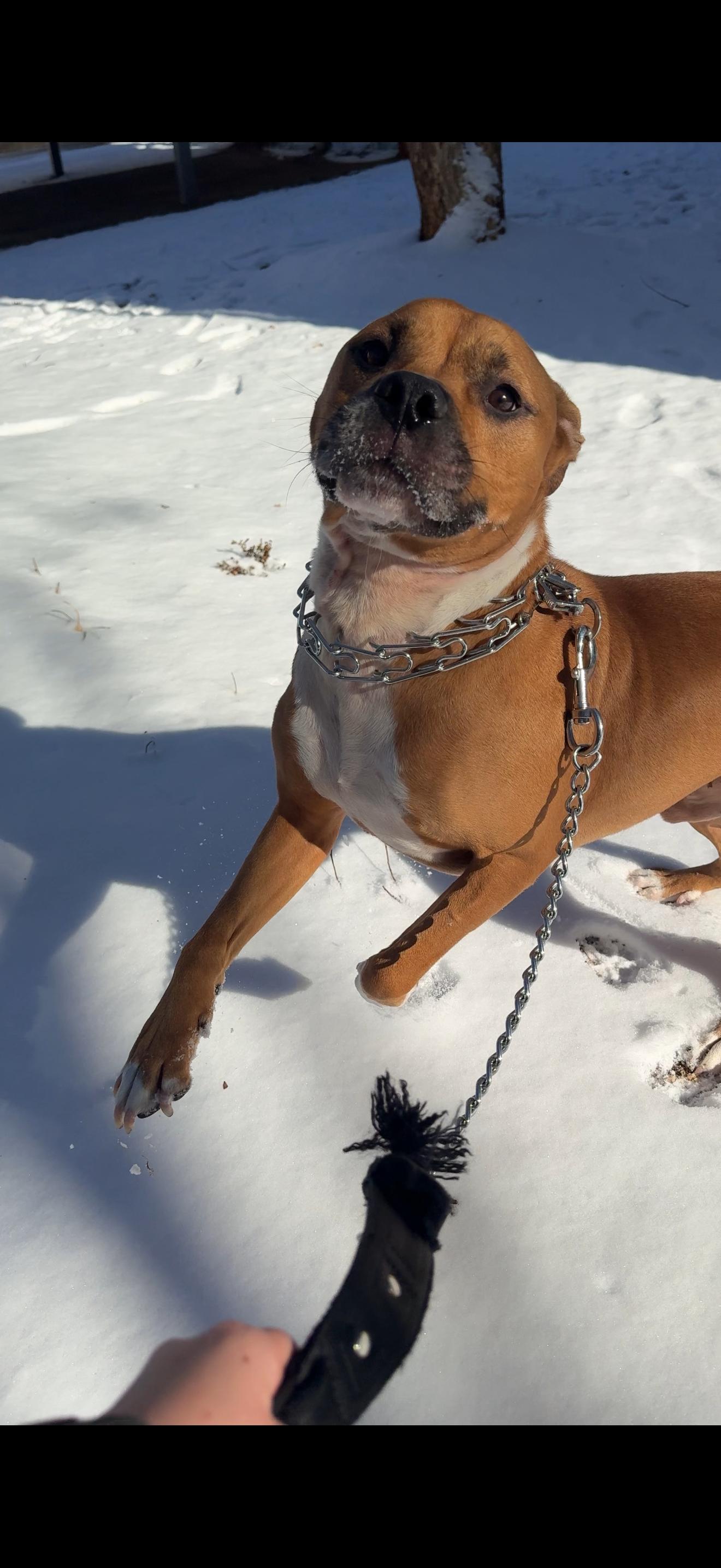 Enlarge cody, a Adoptable mixed breed in Angier , NC image 5/6