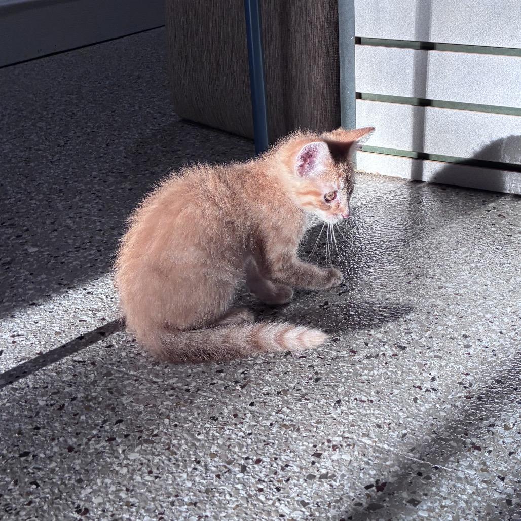 Enlarge Kona, a Adoptable Domestic Medium Hair in Mondovi, WI image 1/4