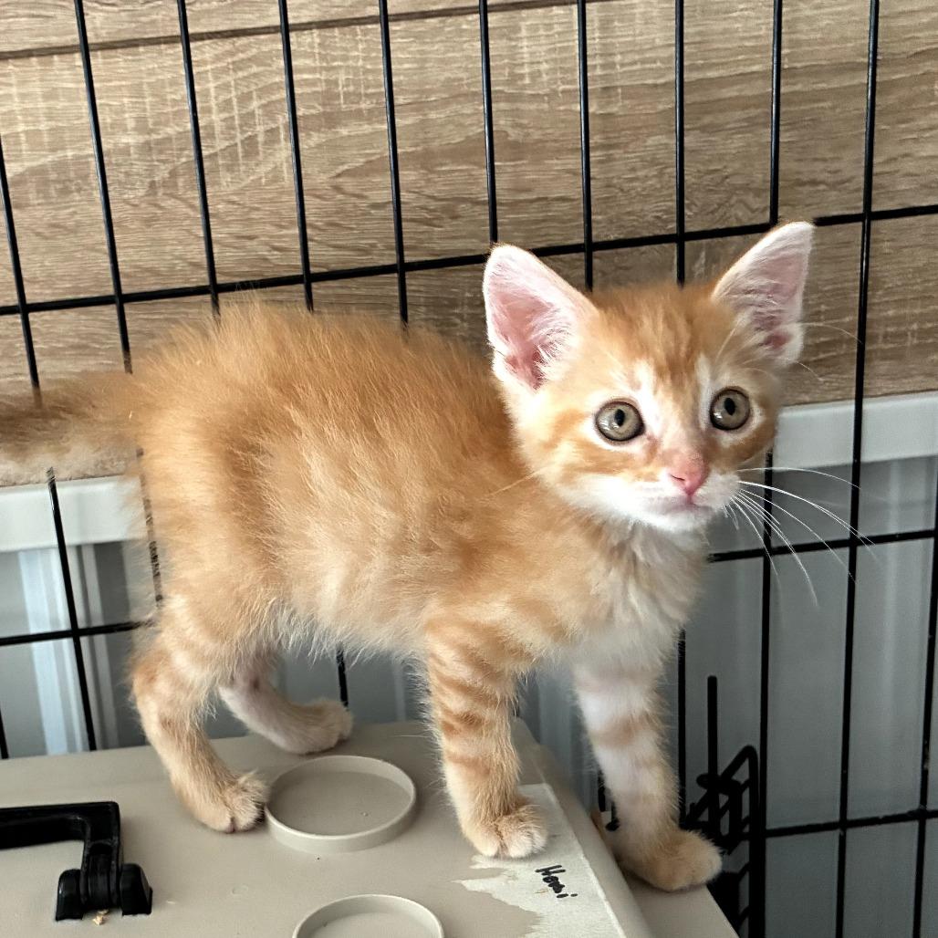 Enlarge Kona, a Adoptable Domestic Medium Hair in Mondovi, WI image 2/4