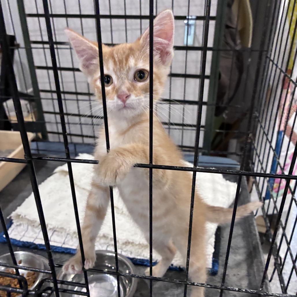 Enlarge Kona, a Adoptable Domestic Medium Hair in Mondovi, WI image 3/4