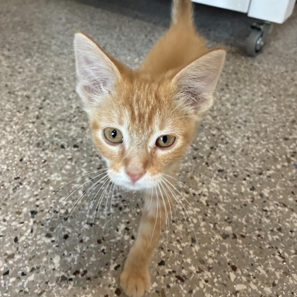 Enlarge Kona, a Adoptable Domestic Medium Hair in Mondovi, WI image 4/4