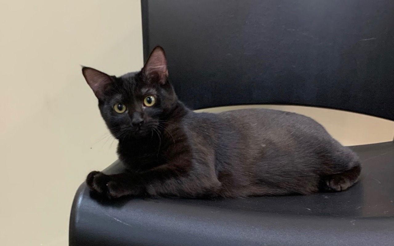 Granola (bonded with Binx), Adopted, Kitten Female Domestic Short Hair.