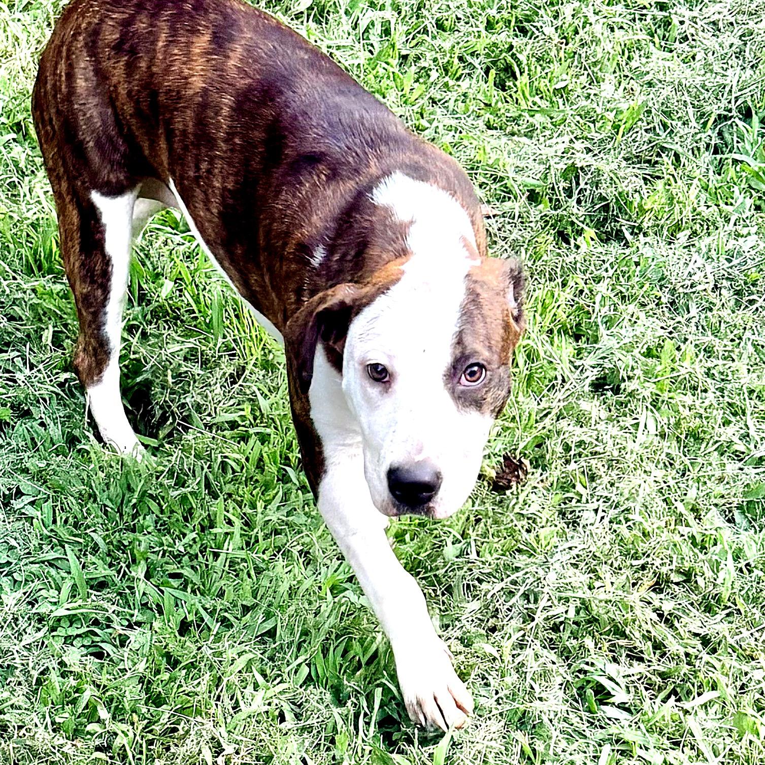 Diana, a ADOPTABLE mixed breed in Petersburg, VA image 3/6