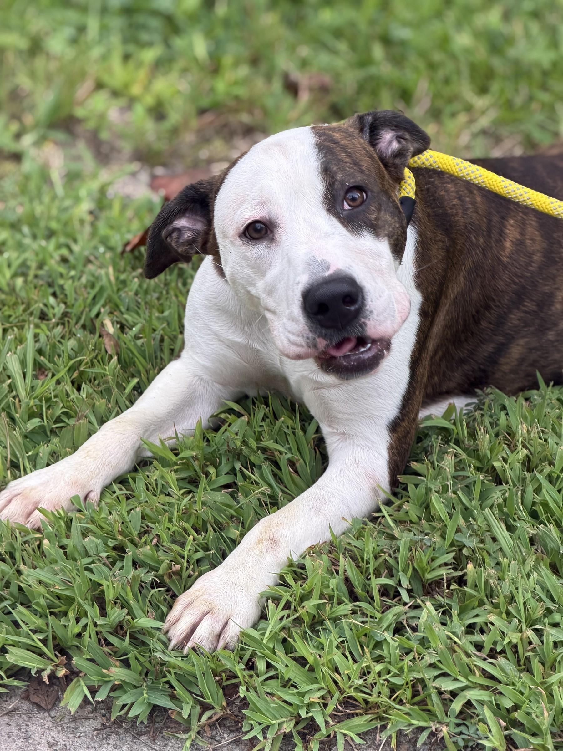 Enlarge Diana, a ADOPTABLE mixed breed in Petersburg, VA image 4/6