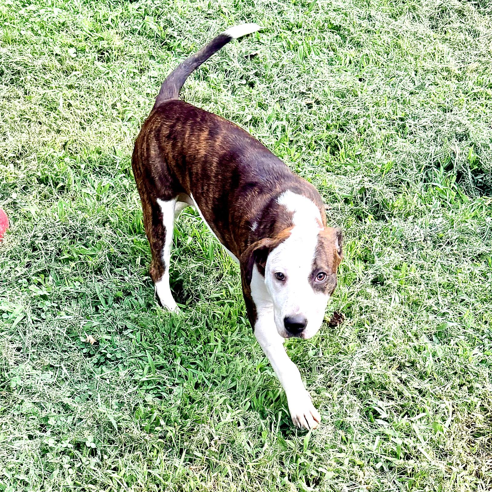 Diana, a ADOPTABLE mixed breed in Petersburg, VA image 4/6