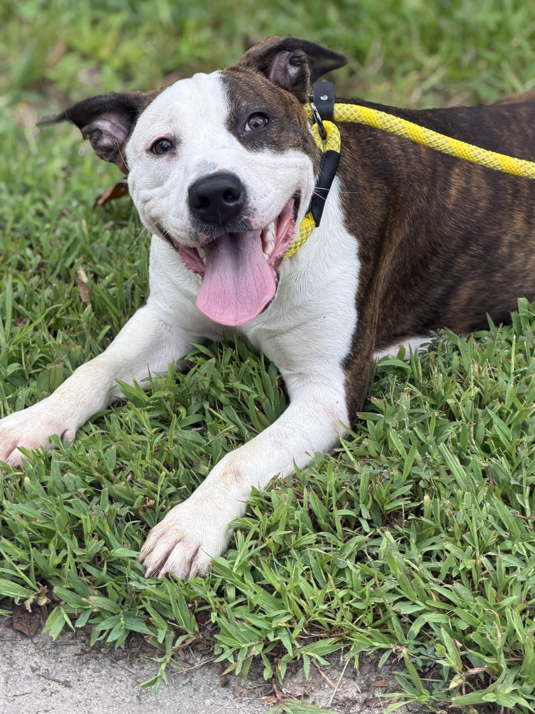 Diana, Adoptable, Young Female Pit Bull Terrier.