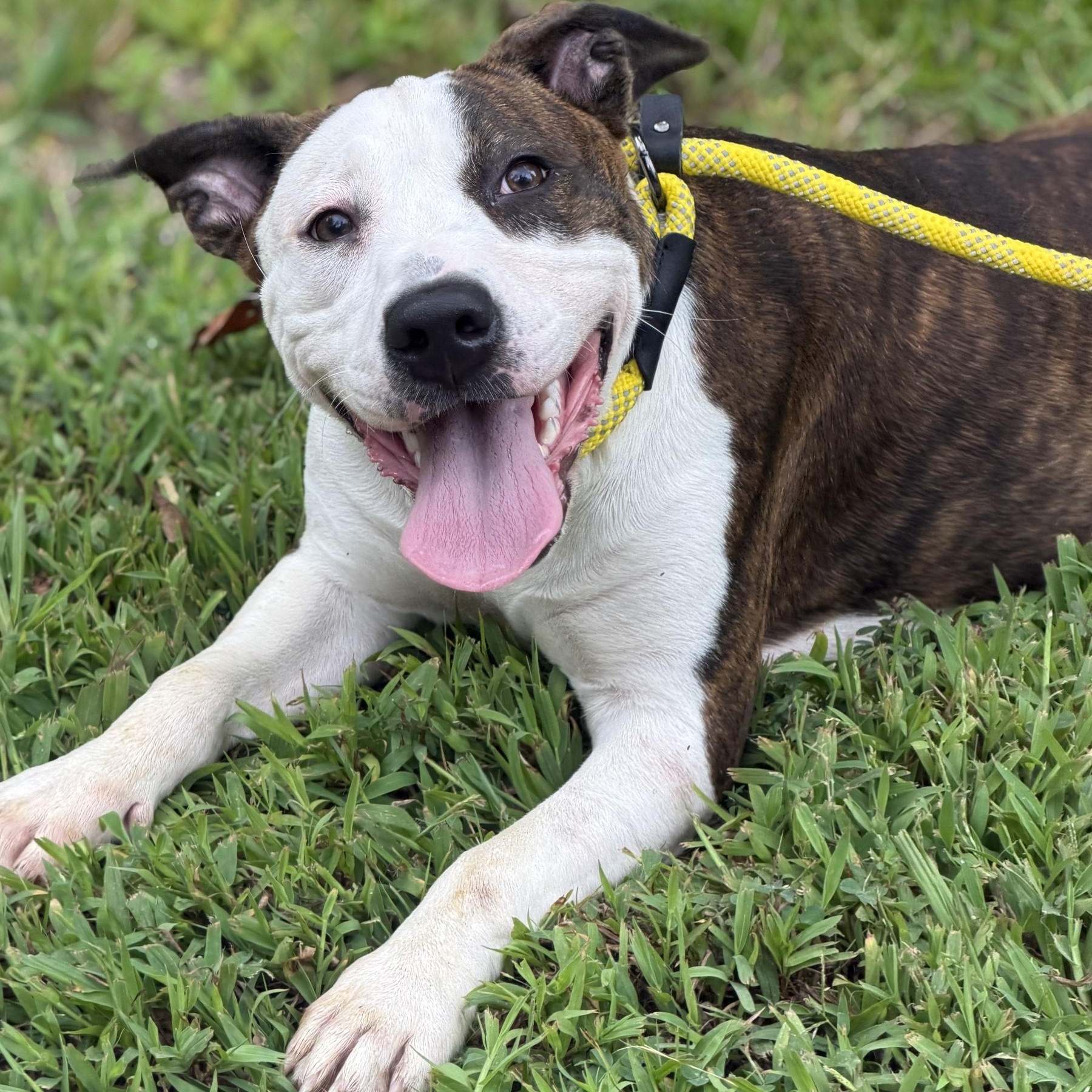 Enlarge Diana, a Adopted mixed breed in Petersburg, VA image 1/6