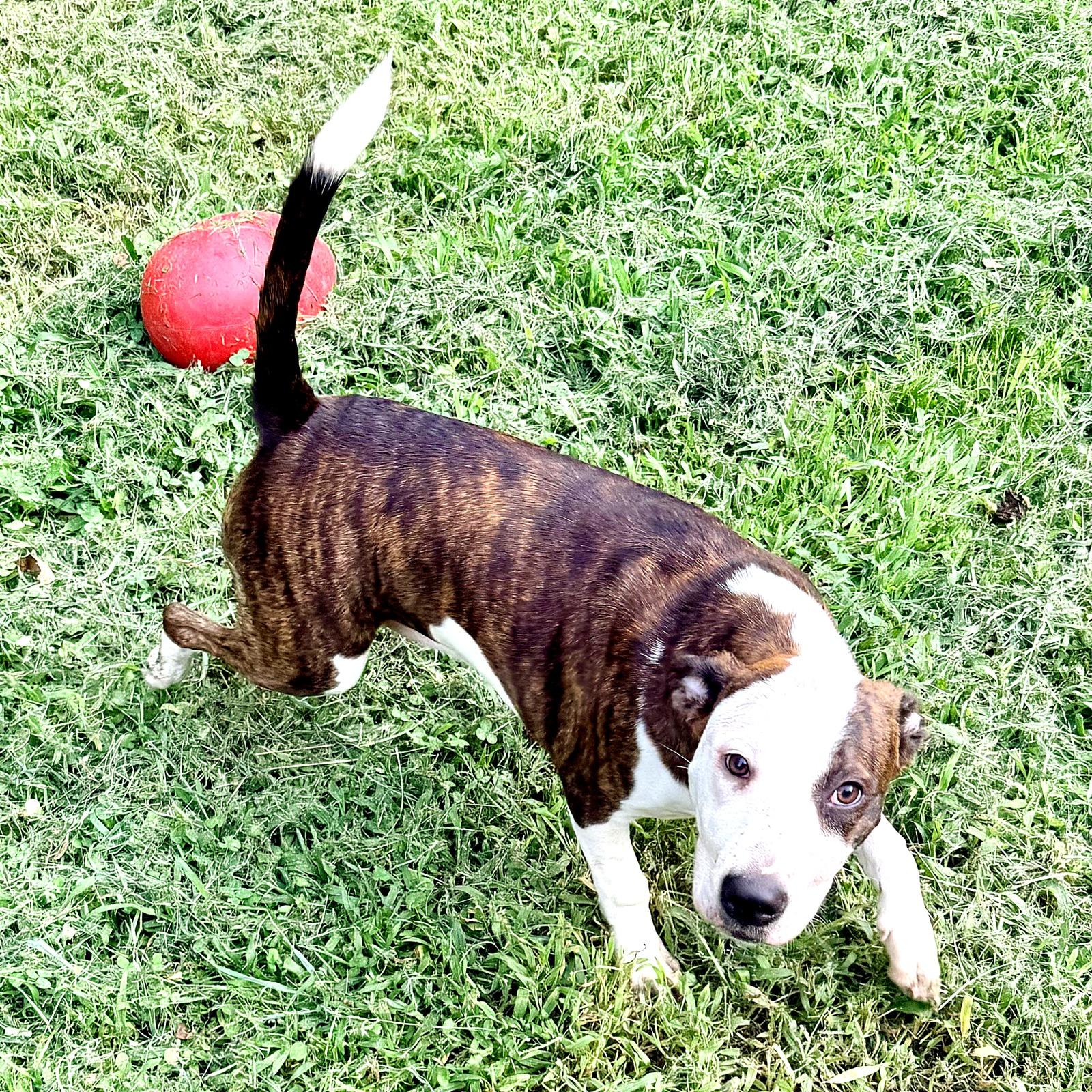 Diana, ADOPTABLE, Puppy Female Pit Bull Terrier.