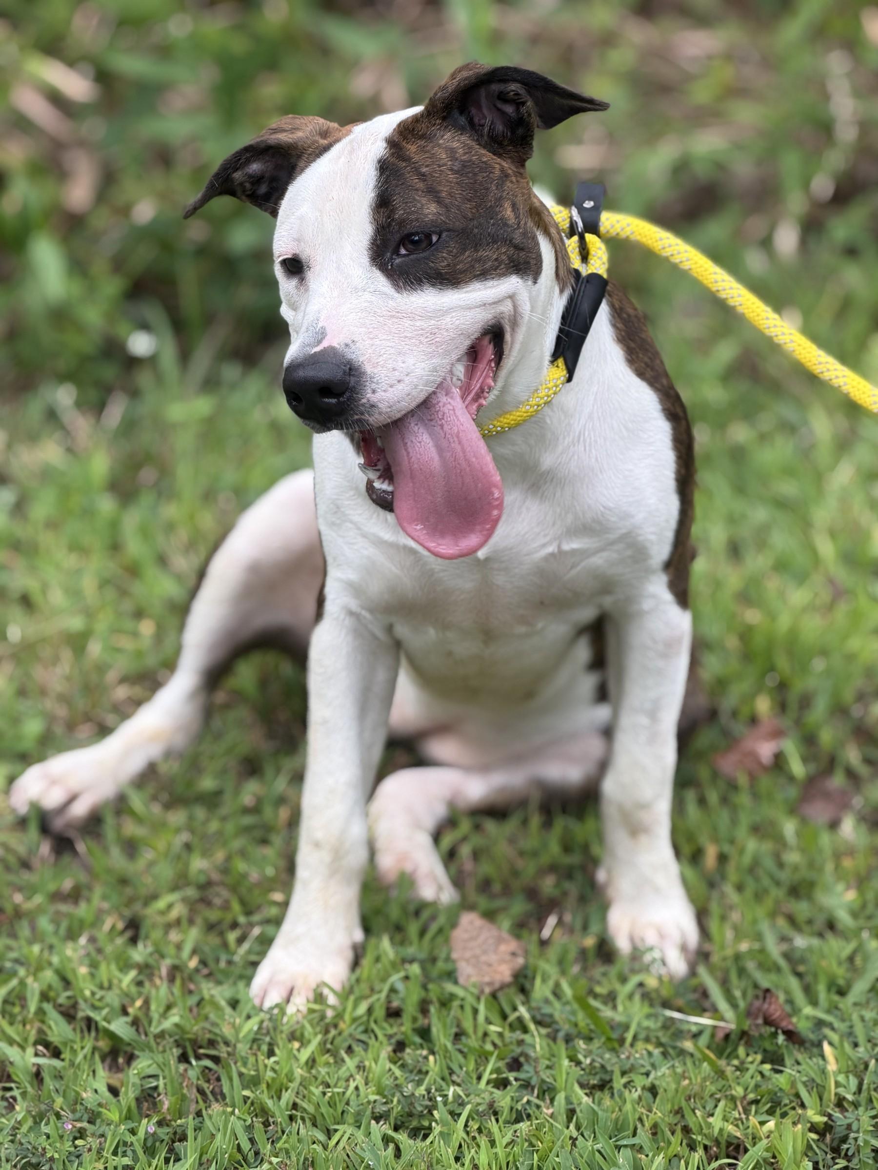 Enlarge Diana, a Adopted mixed breed in Petersburg, VA image 4/6