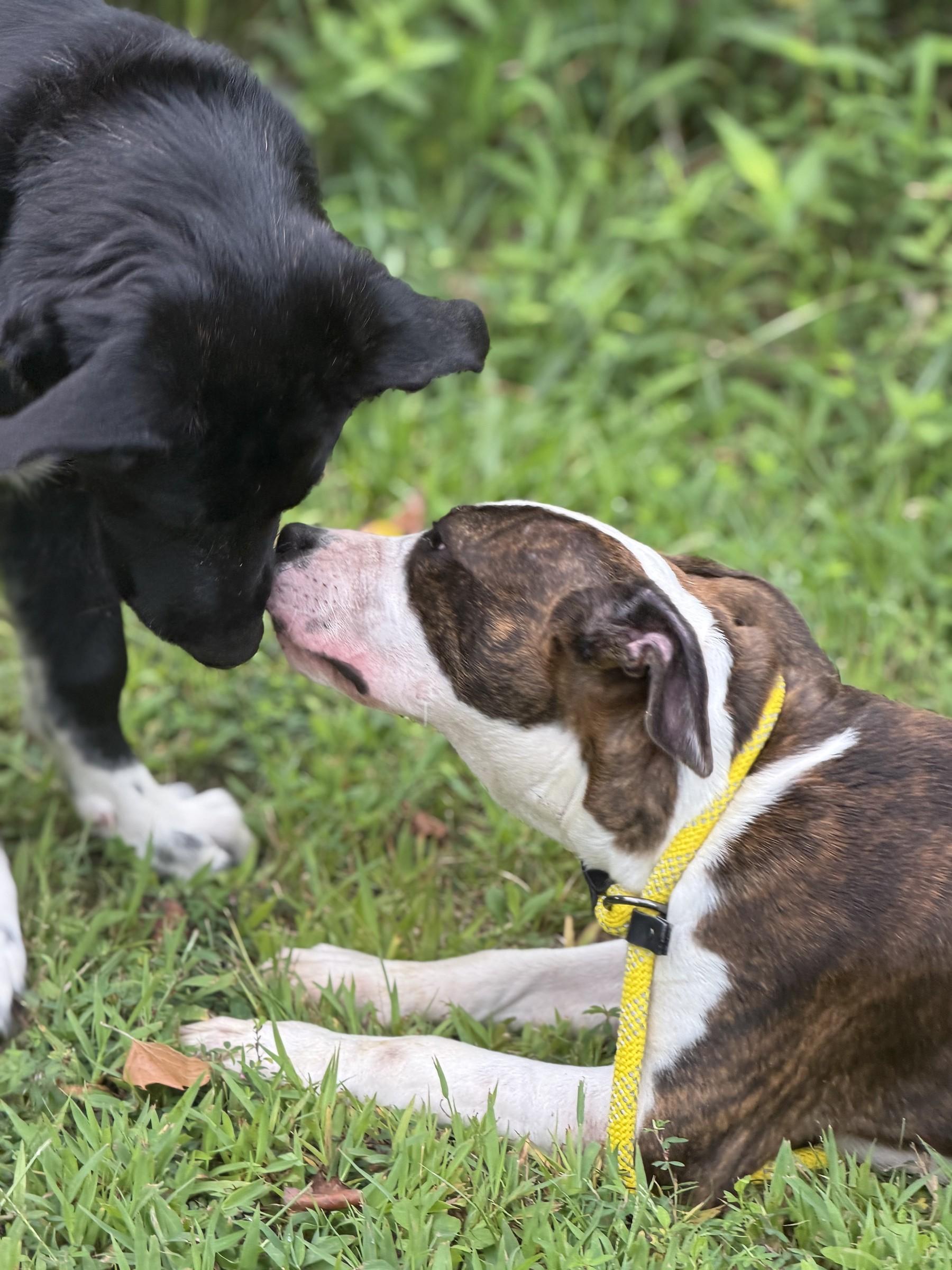 Enlarge Diana, a ADOPTABLE mixed breed in Petersburg, VA image 5/6