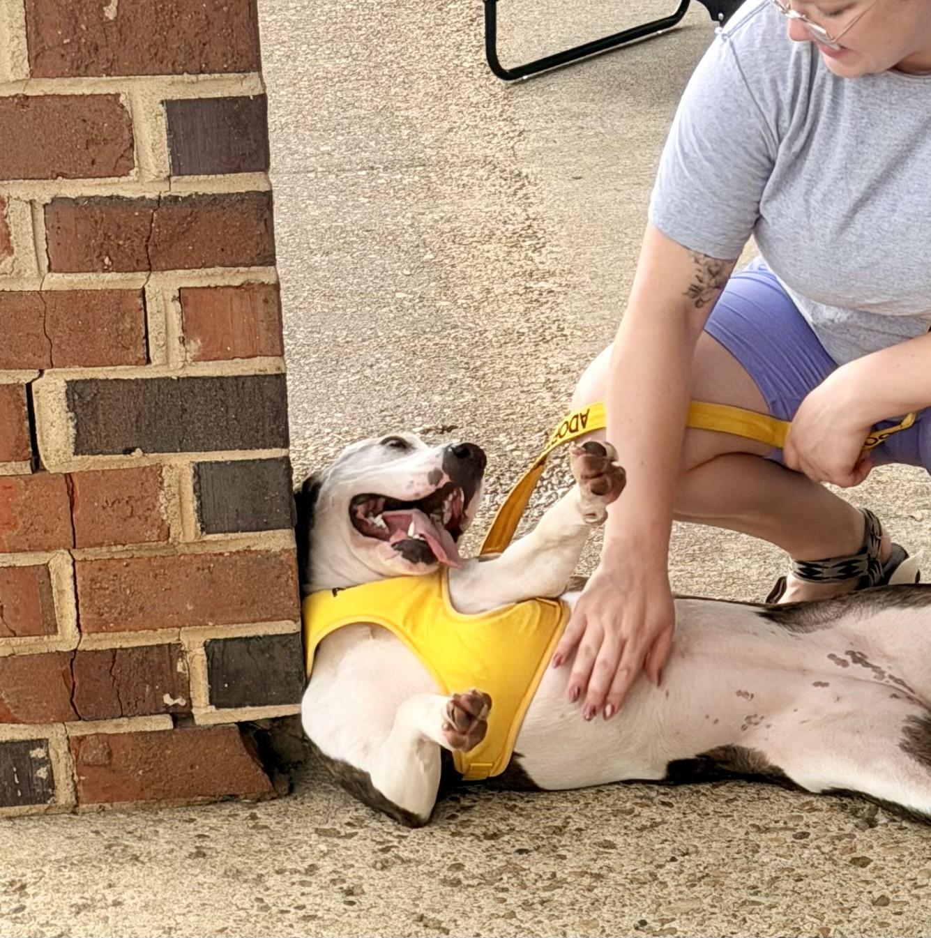 Enlarge Diana, a Adopted mixed breed in Petersburg, VA image 6/6