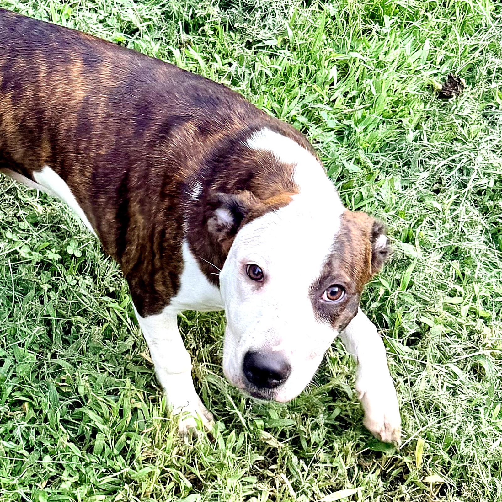 Diana, a ADOPTABLE mixed breed in Petersburg, VA image 5/6