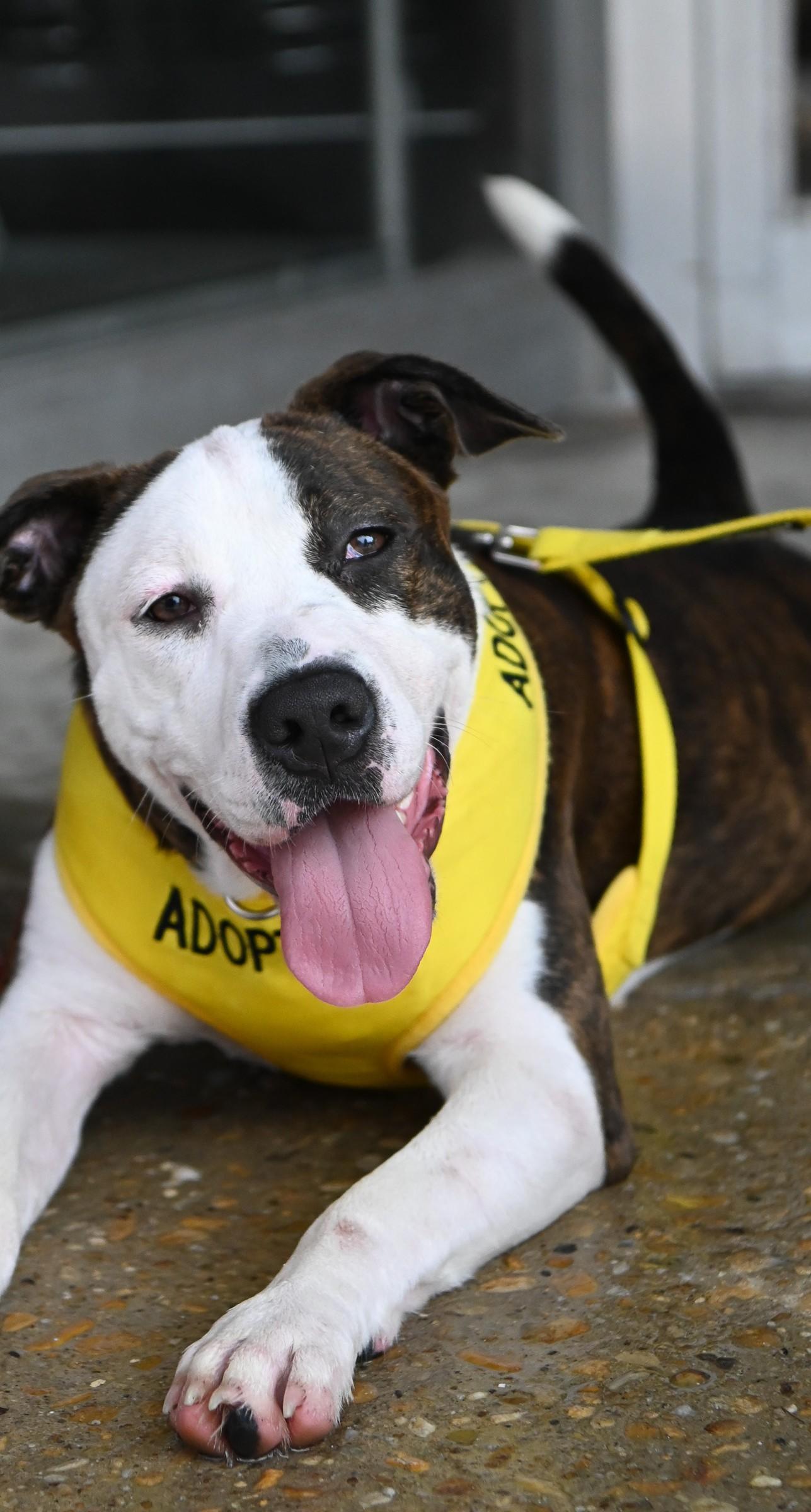 Enlarge Diana, a Adopted mixed breed in Petersburg, VA image 2/6