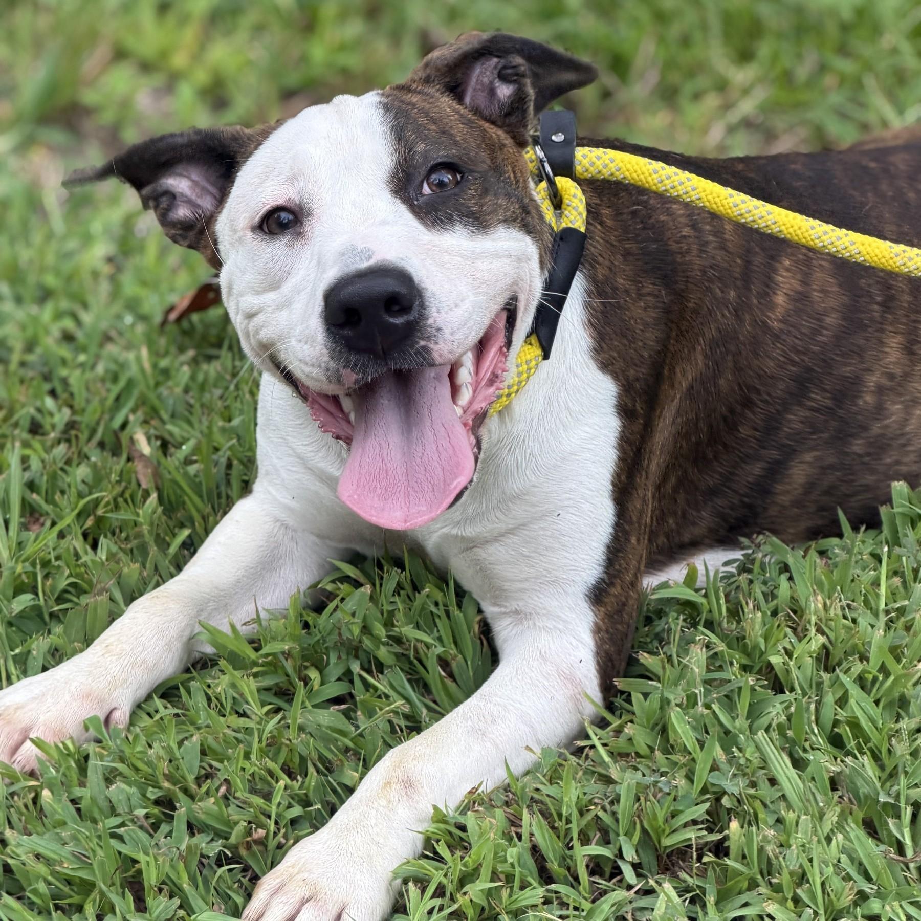Diana, ADOPTABLE, Young Female Pit Bull Terrier.