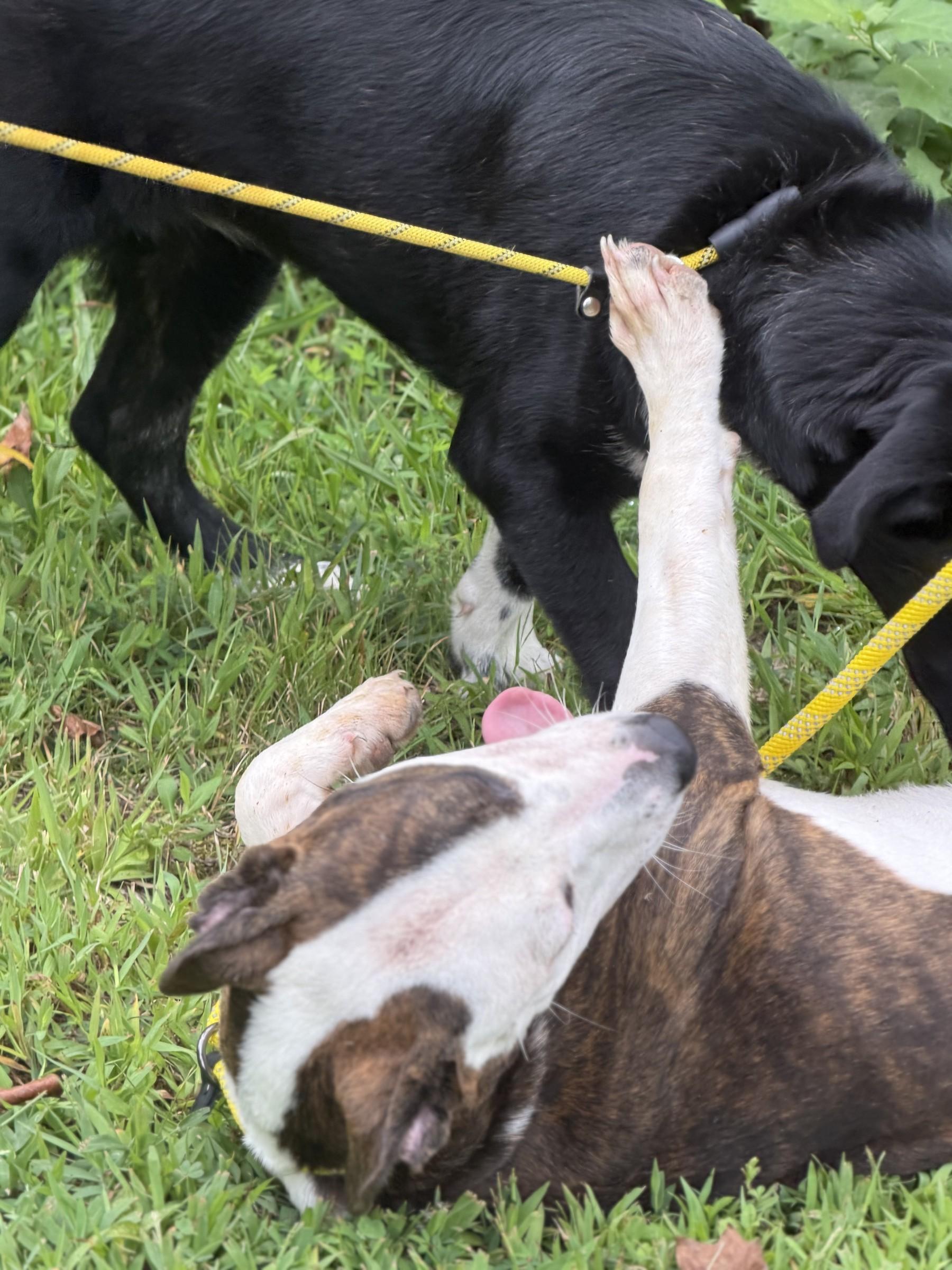 Enlarge Diana, a ADOPTABLE mixed breed in Petersburg, VA image 6/6